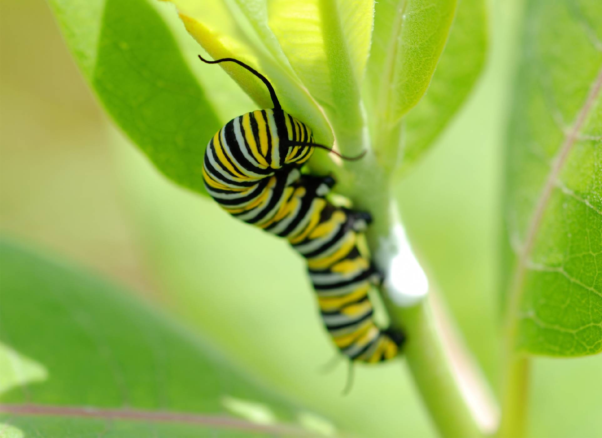 Ochrana vhodnou potravou -<p>Housenky motýla danaa stěhovavého (Danaus plexipus) se pasou na listech jedovaté klejichy. Chrání tak nejen sebe, ale i dospělé motýly a vajíčka nakladená samičkami</p>