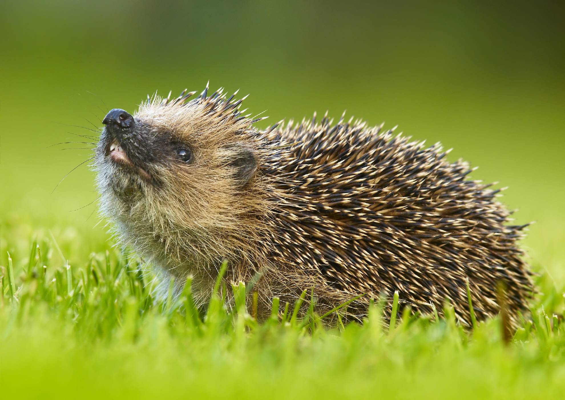 Otrávené šípy bodlin -<p>Ježek evropský (Erinaceus europaeus) využívá jed na kůži ropuch k vlastní sebeobraně. S pomocí toxinu mění bodliny na svých bocích v „otrávené šípy“. Obdobnou taktiku používá východoafrický hlodavec chlupáč dlouhosrstý</p>