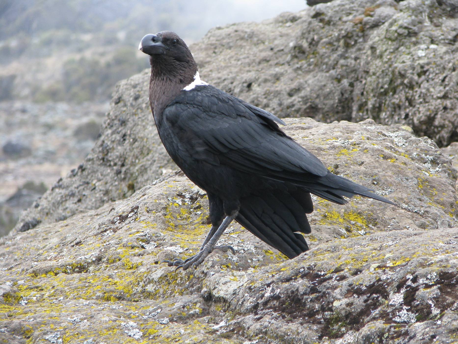 Krkavec bělokrký (Corvus albicollis) - Tento impozantní opeřenec je zhruba 50 cm dlouhý a s velkou pravděpodobností půjde o jediného živočicha, kterého během cesty spatříte