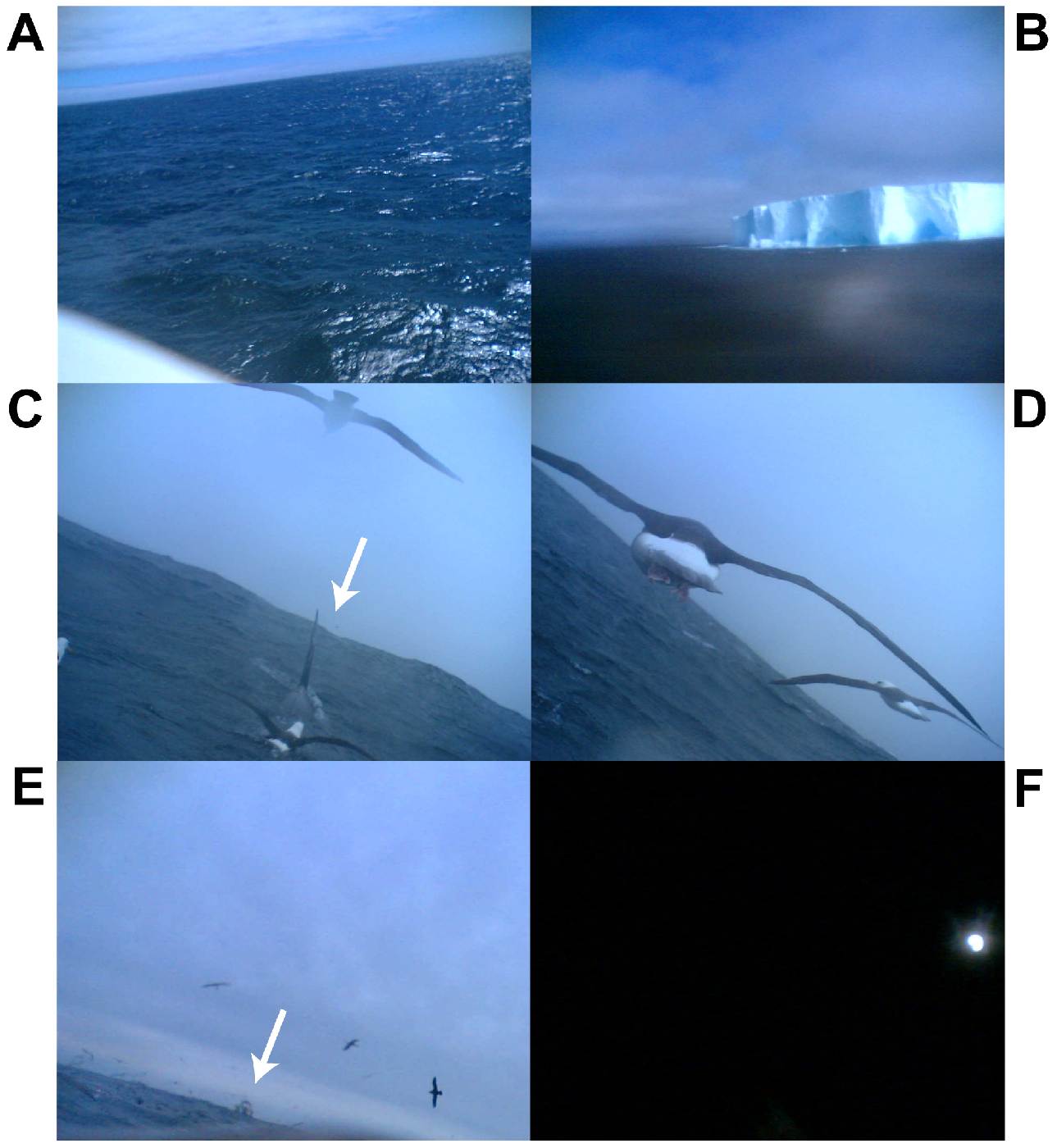 Záběry z automatických fotoaparátů připevněných albatrosům černobrvým (Thalassarche melanophris) -<p>A: mořská hladina; B: ledovec; C: kosatka brázdící hladinu oceánu a albatrosi, kteří ji sledují, D: dva albatrosi „cestující“ společně s nositelem kamery, E: rybářská loď a množství ptáků, F: zdroj jasného nočního světla, zřejmě měsíc nebo světlo z lodi</p>