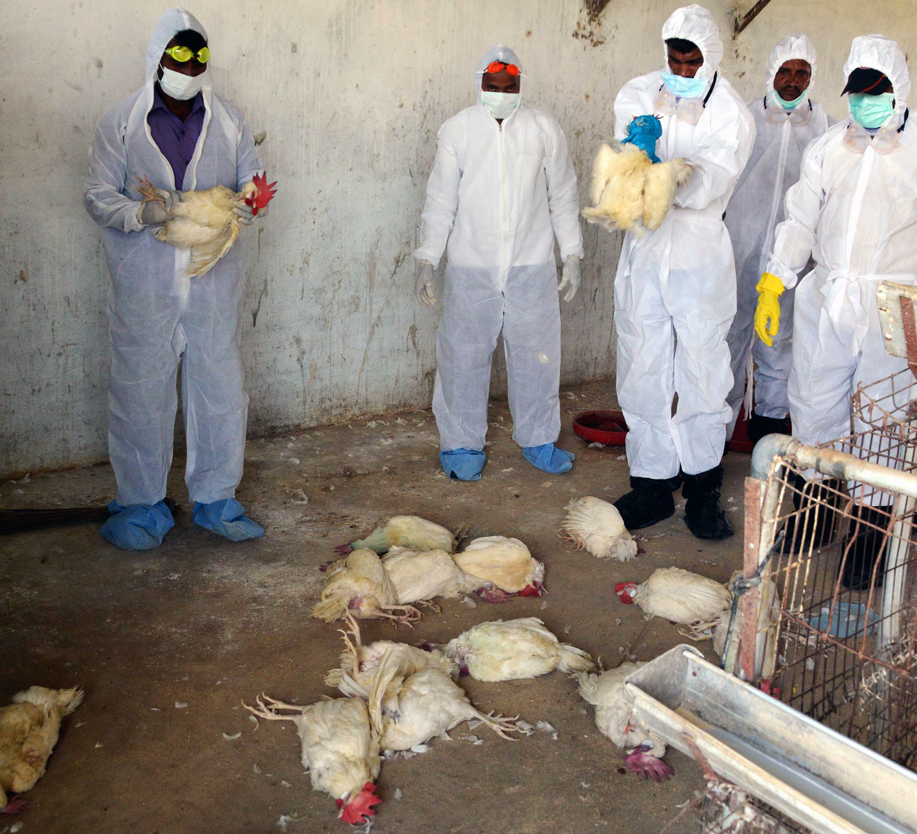 Ptačí chřipka -<p>Ptačí chřipce H5N1 chybí jen pár změn dědičné informace, aby se mohla bez potíží šířit lidskou populací.</p>