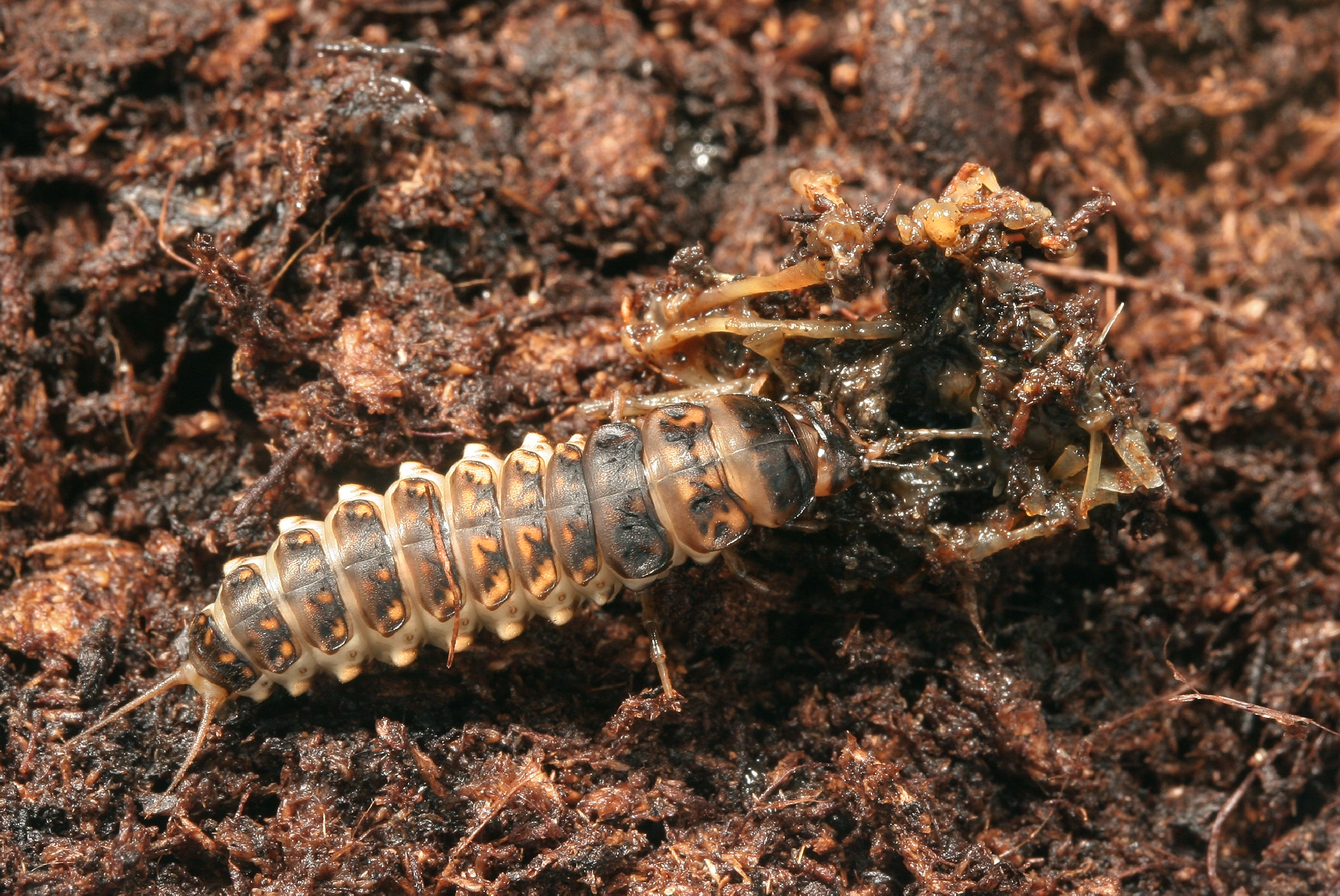 Žabí memento -<p>Na konci celého setkání zůstávají z ropuchy zelené jen kosti, které ještě obírá larva Epomis dejeani</p>