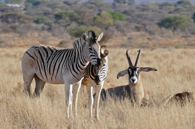 zebra | 100+1 zahraniční zajímavost