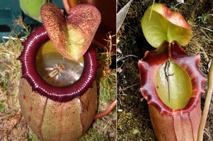 Masožravé Rostliny: Fascinující Svět Lovců Rostlinné Říše () Masožravé Rostliny: Fascinující Svět Lovců Rostlinné Říše