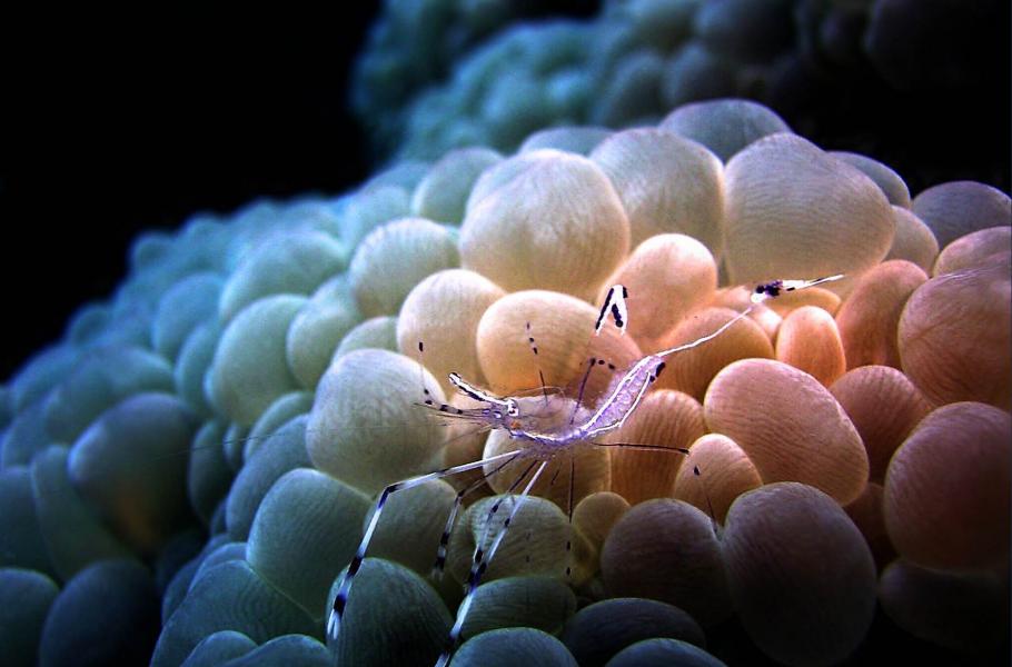 Kreveta dlouhonohá na „bublinkovém“ korálu