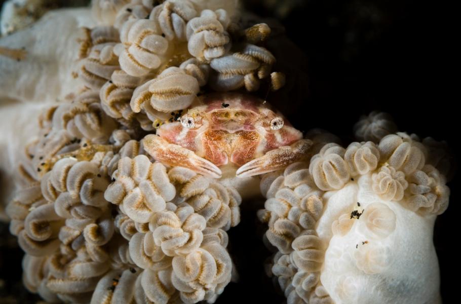 Crab in Soft Coral