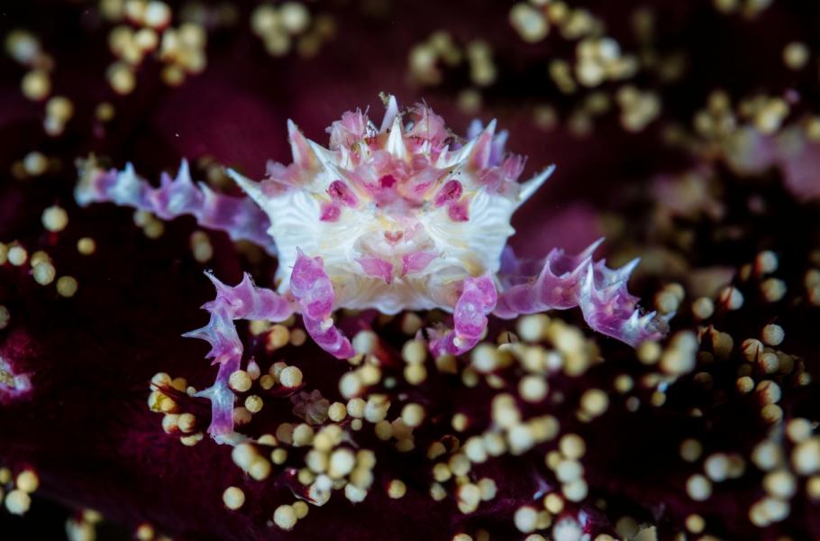 Candy Coral Crab