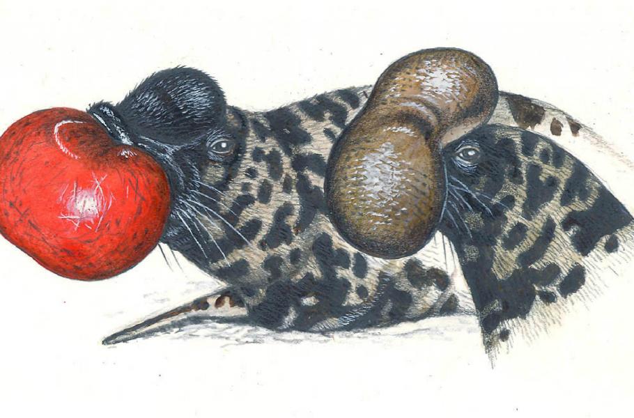 Čepcol hřebenatý (Cystophora cristata)