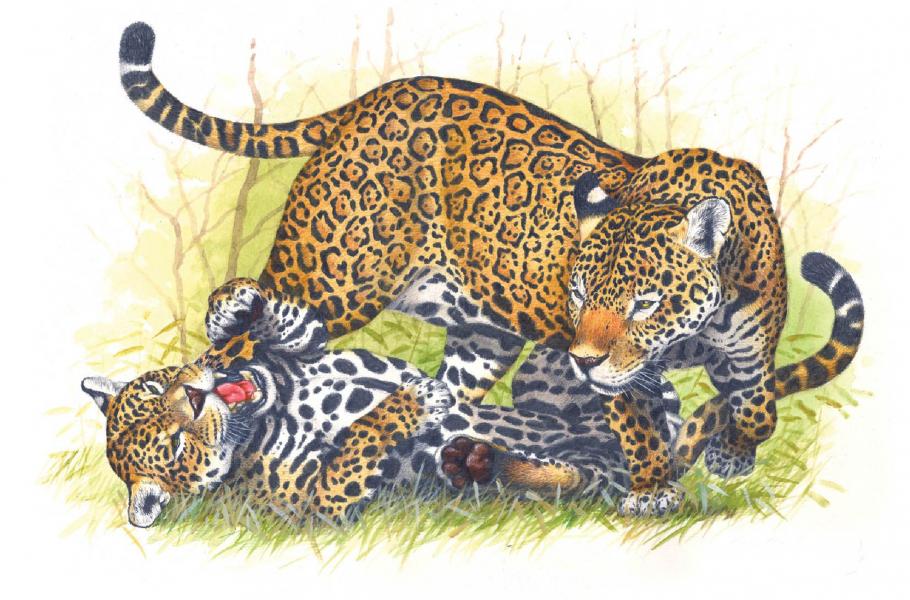 Jaguár (Panthera onca)