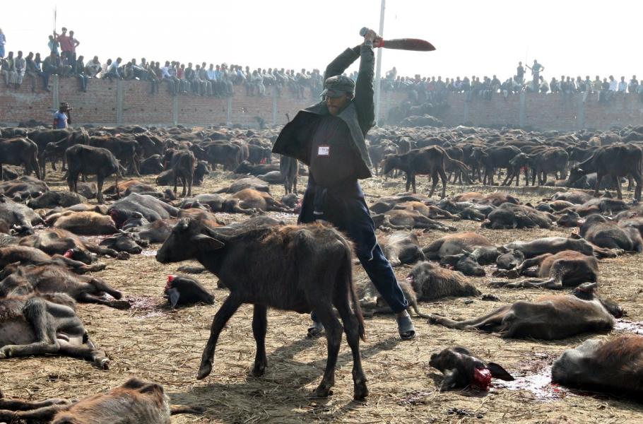 Oběť bohyni Gadhimai