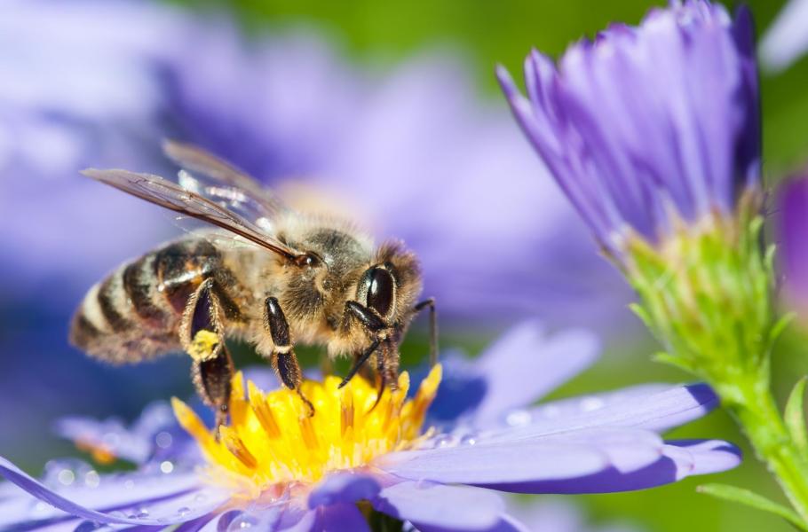Pověrám se nevyhnuly včely medonosné, považované za vzor pilnosti. (foto: Shutterstock)