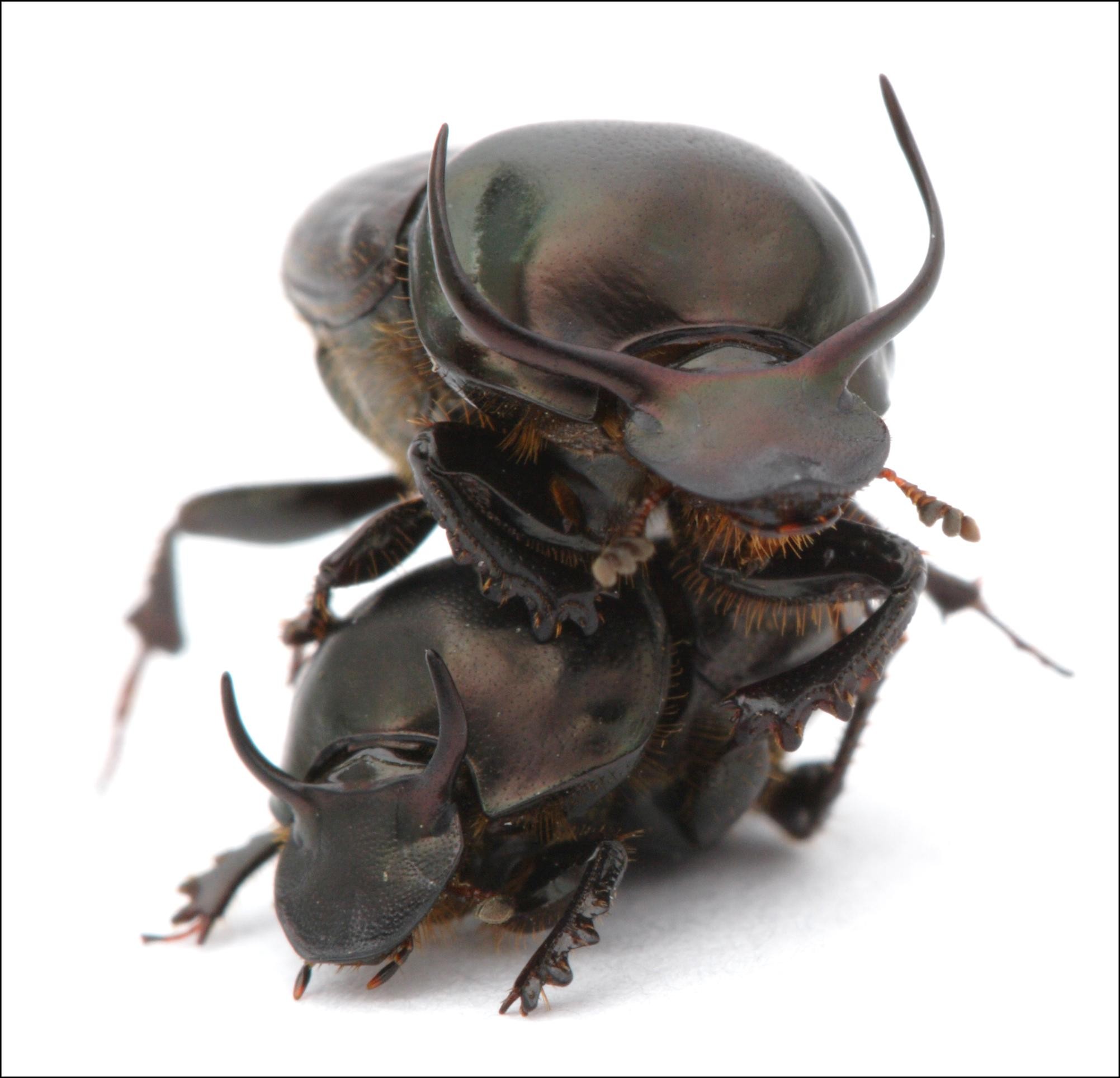 S býčí silou -<p>Onthophagus taurus dokáže utáhnout břemeno 1 140krát těžší než je sám</p>