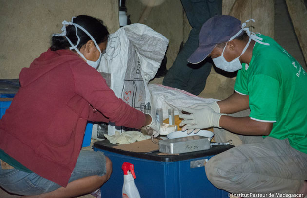 Lékaři a dobrovolníci nasazují vlastní životy, aby mor na Madagaskaru udrželi pod kontrolou