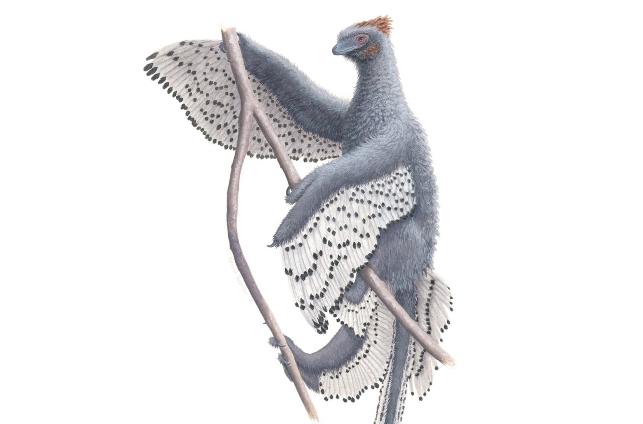 Plyšový Anchiornis - Zřejmě doposud nejvěrnější rekonstrukce opeřeného dinosaura anchiornise