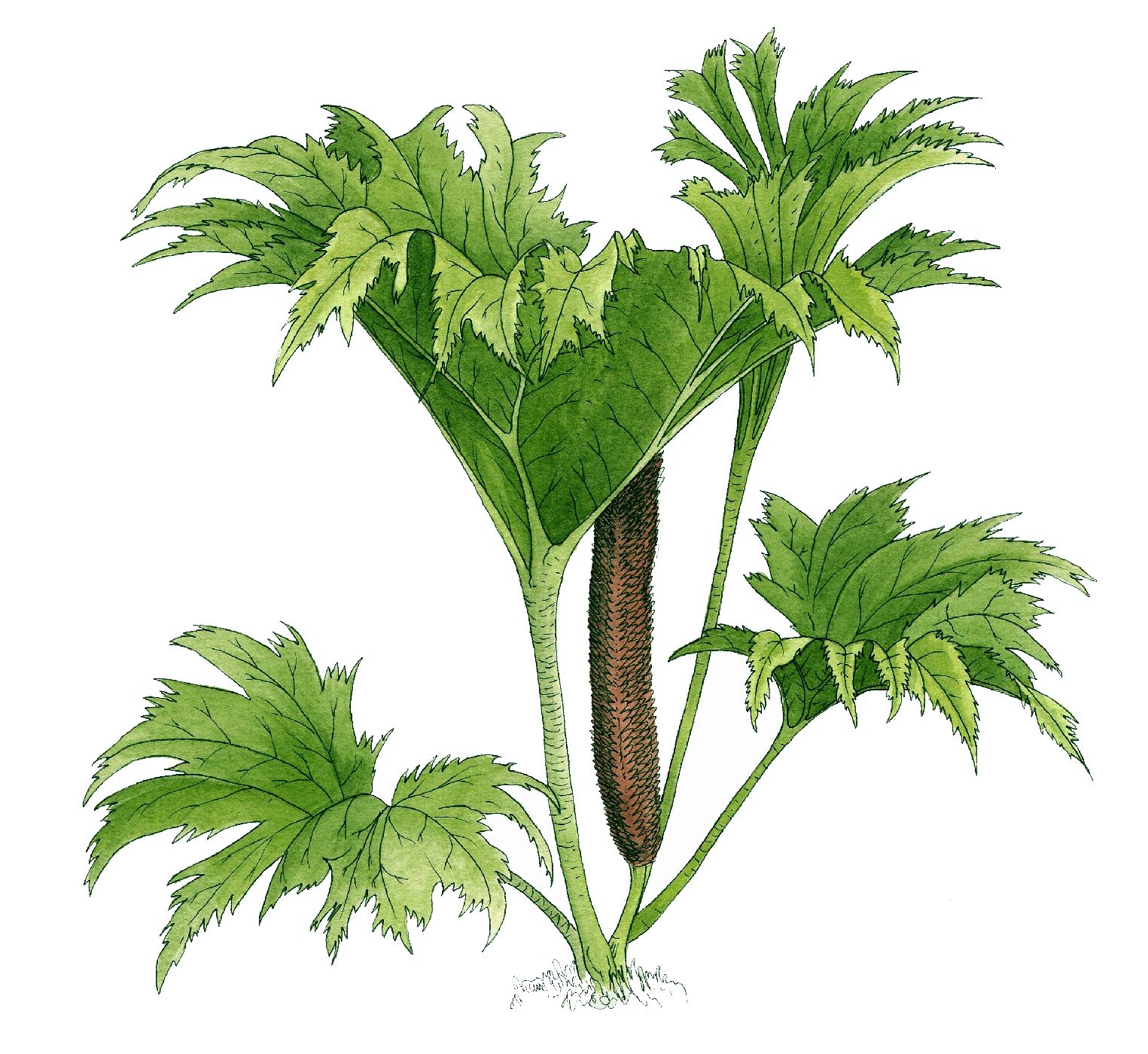 Gunnera tinctoria (syn. Gunnera chilensis) - Z kořenů tohoto druhu, který je bohatý na taniny (až 9 % v sušině) se získávalo černé barvivo. Sušené listy používali indiáni jako kryt obydlí a mladé řapíky listů se vaří a používají podobně jako rebarbora