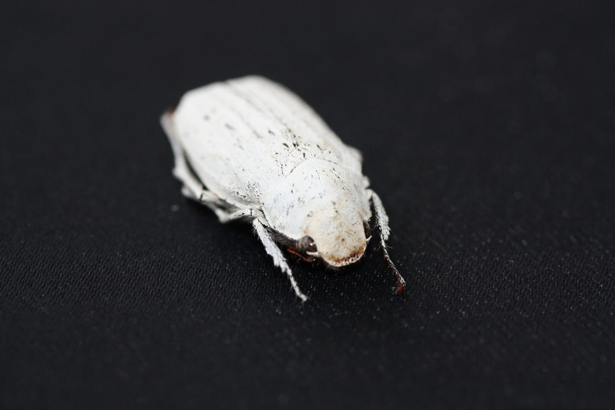 <p>Brouk rodu Cyphochilus s bělostným povrchem</p>