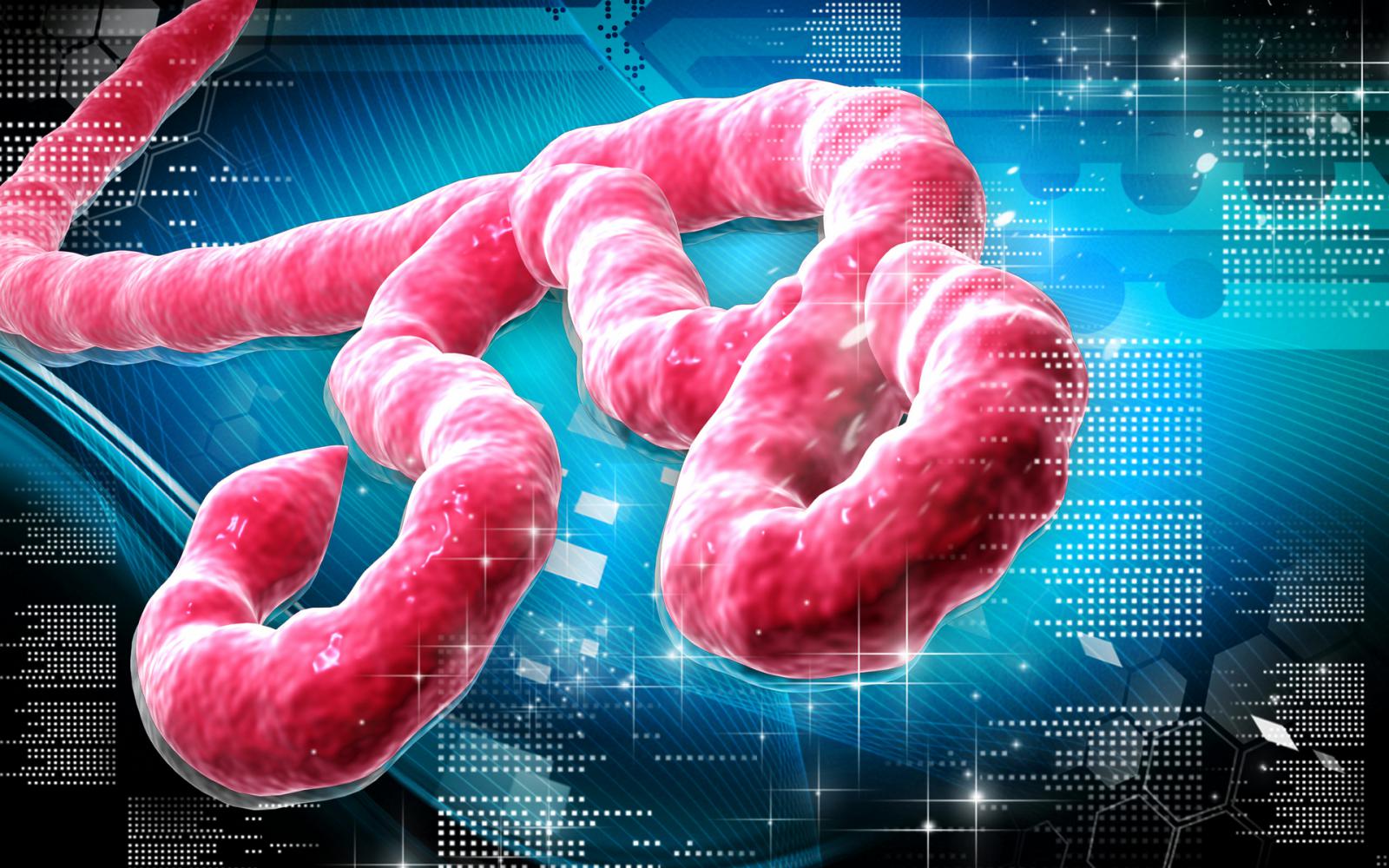 <h3>Krvácivá horečka</h3><p><strong>ebola - úmrtnost až 90 %</strong></p><p>Nechvalně známá ebola, která bývá označována také jako krvácivá horečka, se poprvé objevila v roce 1976, a to rovnou na dvou místech Afriky: v Demokratické republice Kongo a v Jižním Súdánu. První symptomy se u nemocných projeví v rozmezí dvou dnů až tří týdnů od nákazy a zahrnují horečku, bolest v krku a bolesti hlavy. Následuje zvracení, průjem a krvácení jak vnitřní, tak vnější. Podle Světové zdravotnické organizace některé kmeny eboly zabijí až 90 % nakažených, průměrně však zemře každý třetí pacient. K největší epidemii došlo mezi léty 2013 a 2016 v západní Africe, kde se nakazilo víc než 28 tisíc lidí, přičemž přes 11 tisíc z nich viru podlehlo.</p>
