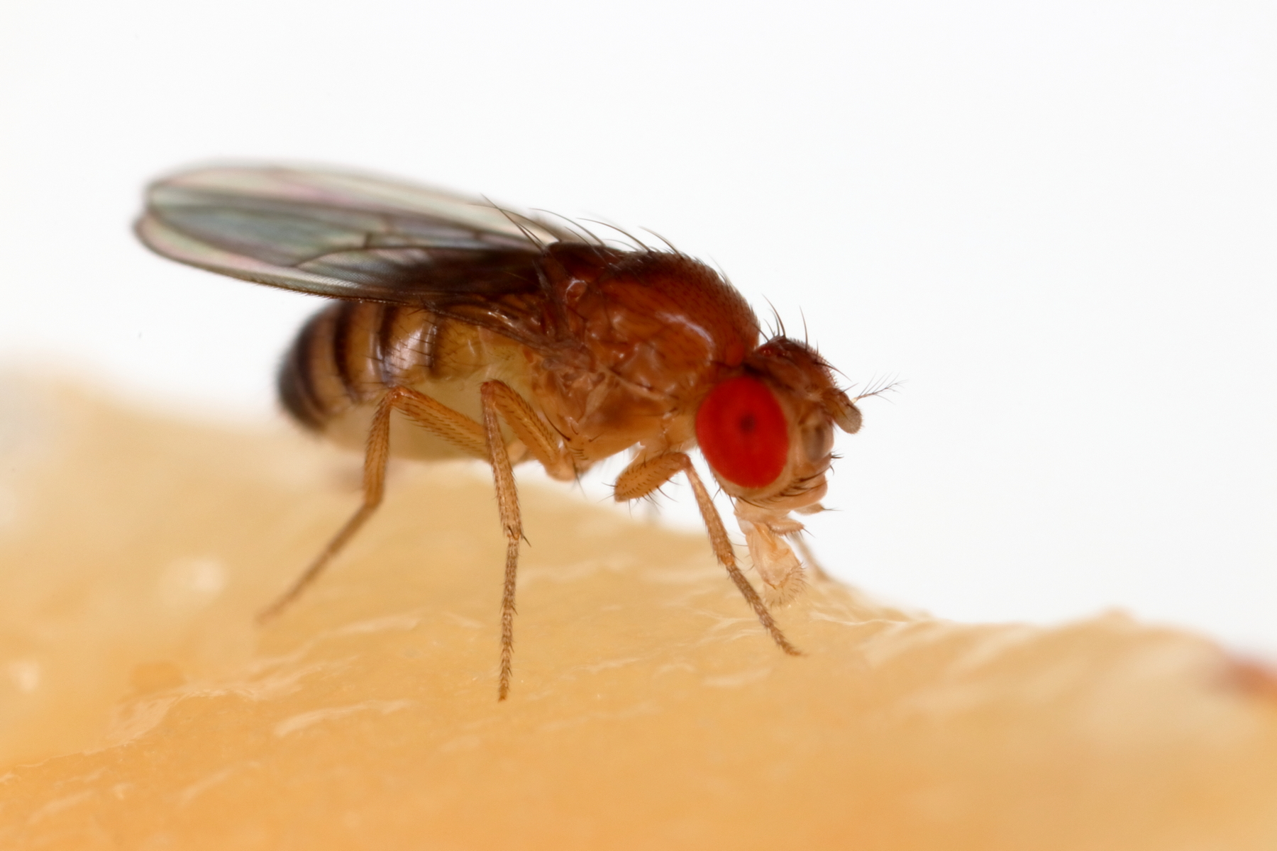 <p>Octomilka obecná <em>(Drosophila melanogaster)</em></p>