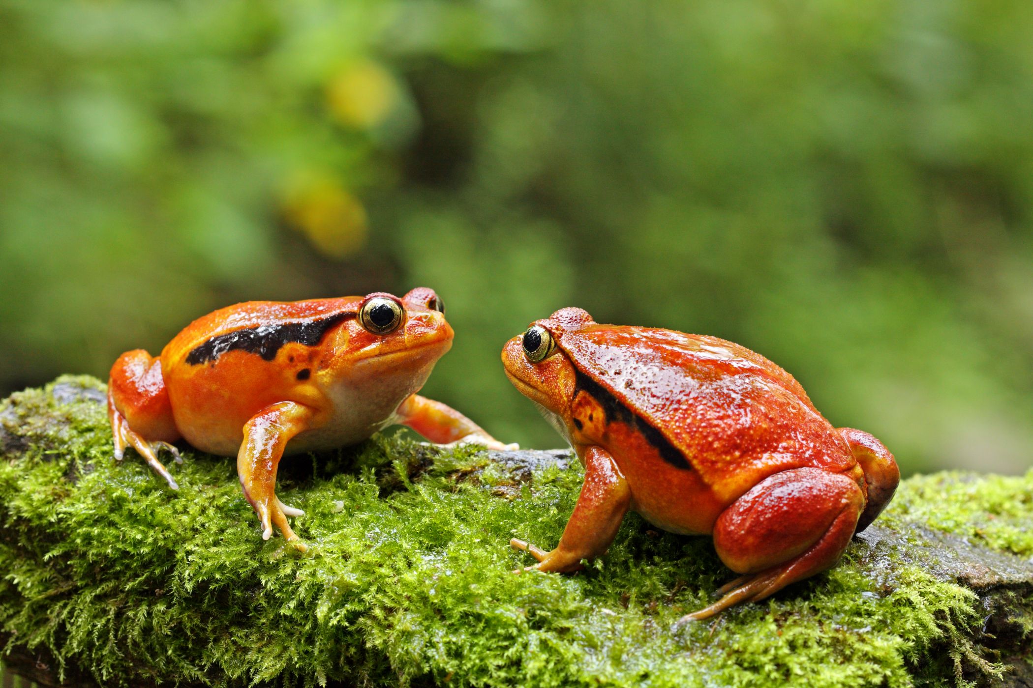 Parosnička srdíčková -<p>Parosnička srdíčková (Dyscophus guineti) je 6–9 cm velká žába z Madagaskaru. Živí se mravenci, které loví u jejich cestiček. Pokud se cítí být ohrožená, dokáže nafouknout tělo a odstrašit tak predátory</p>