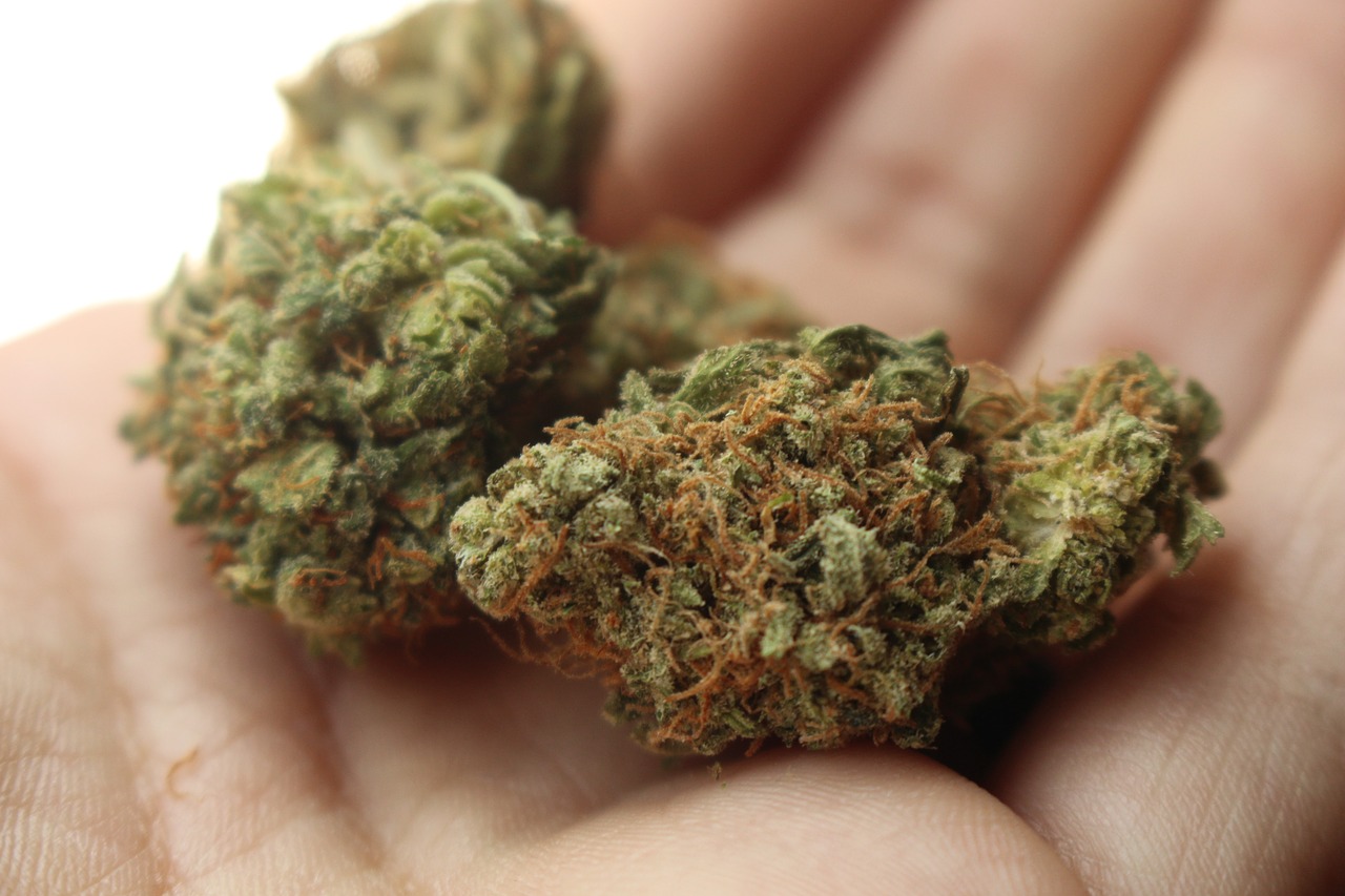 <p>Marihuana je legální ve stále více zemích světa</p>