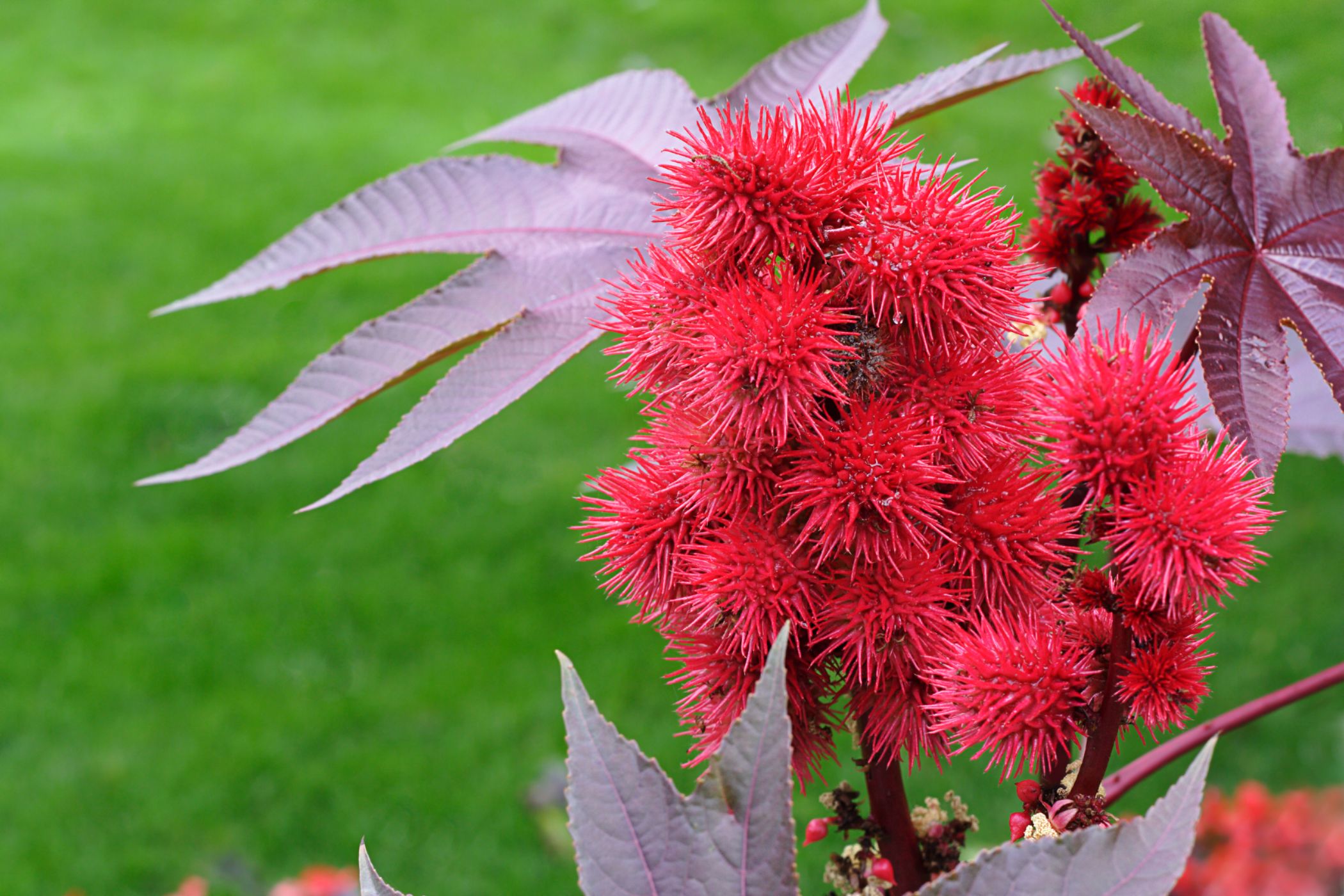 <h3>Jasný pohled jeho jasnosti</h3><p>Skočec obecný<em> (Ricinus communis)</em> patrně pochází ze severní Afriky a dnes roste ve všech subtropických i tropických oblastech světa. V sezóně může narůst až do deseti metrů. V Česku bývá k vidění pouze v zahradách. Ze semen se lisuje velmi kvalitní ricinový olej, který má široké využití. <strong>Zejména slupka semen ovšem obsahuje velmi silný jed ricin, který shlukováním červených krvinek poškozuje játra, ledviny a slezinu</strong>. Ve starověku byla semena používána pro výrobu mastí a královna <strong>Kleopatra si údajně kapala olej do očí, aby měla „jasnější pohled“</strong>.</p><p>Otrava ricinem se projevuje zvracením, průjmy, křečemi žaludku, pálením v ústech a případně selháním ledvin a krevního oběhu. V roce 1978 použila bulharská tajná služba tento jed při vraždě disidenta, spisovatele a novináře Georgiho Markova. Do lýtka mu byla vbodnuta ricinem naplněná drobná kovová kulka s miniaturními otvory. Markov po několika dnech zemřel v londýnské nemocnici na selhání ledvin</p>