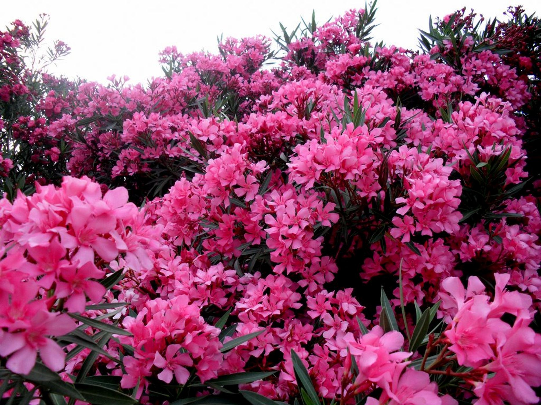 <h3>Nebezpečná ozdoba</h3><p>Oleandr obecný <em>(Nerium oleander)</em> pochází ze Středomoří. Jde o keř nebo malý strom vysoký až pět metrů. Mnohými je považován za nejjedovatější rostlinu světa, i když stanovit jednoznačné pořadí je prakticky nemožné. Všechny části rostliny jsou jedovaté. <strong>Oleandr obsahuje několik toxinů, z nichž nejsilnější jsou oleandrin and neriin. Jde o natolik smrtící látky, že se člověk může otrávit i z medu včel, které na květech oleandru sbíraly nektar</strong>. Smrt může prý způsobit i tepelná úprava jídla na ohni z oleandrového dřeva. Navzdory tomu je oleandr kvůli svým dekorativním kvalitám a rychlému růstu používán jako okrasná rostlina.</p><p>Mnoho rostlin je jedovatých pro lidi a mnoha zvířecím druhům neublíží. Oleandr si naproti tomu oběti nevybírá. Otrava se projevuje zvracením, arytmií, horečkami a křečemi. Těžké otravy mohou končit smrtí, ale jestliže postižený přežije prvních 24 hodin, má velkou šanci na záchranu</p>