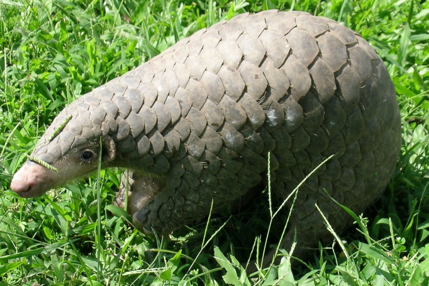 <p>Kriticky ohrožený luskoun krátkoocasý</p>
