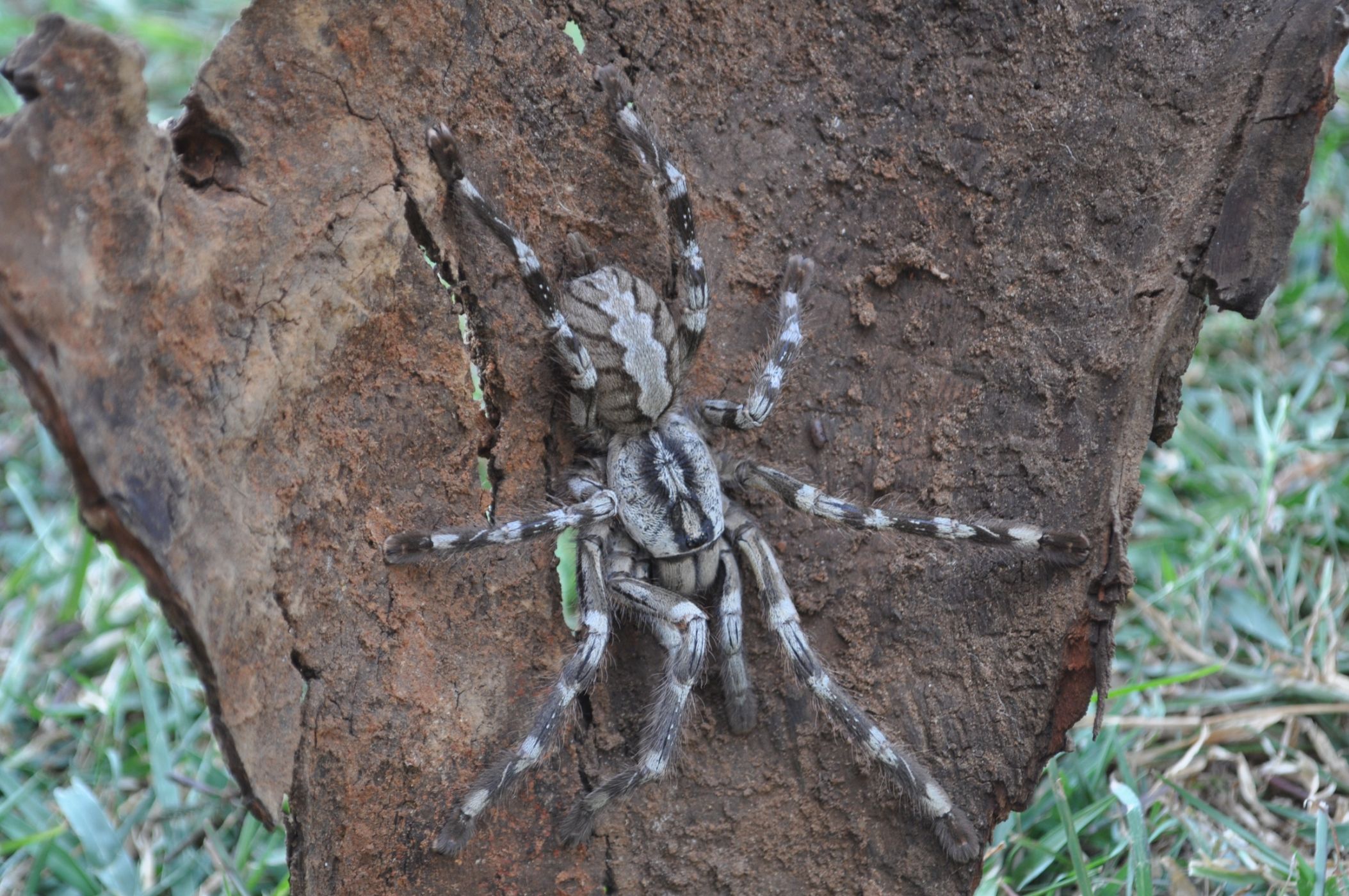 <p>Srílanský sklípkan <em>Poecilotheria rajaei</em> má rozpětí končetin kolem 20 cm.</p>