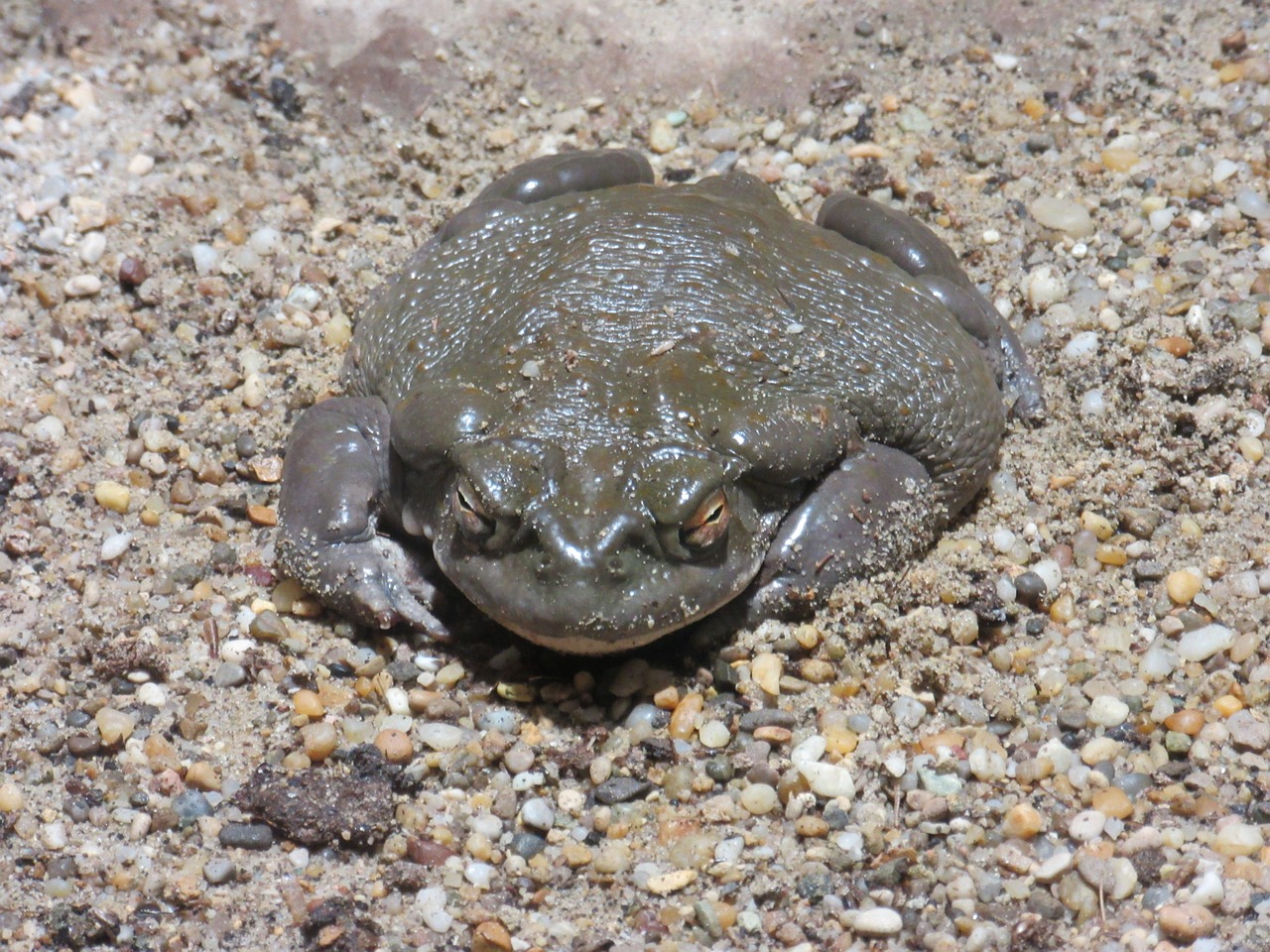 <p>Halucinogenní ropucha coloradská</p>