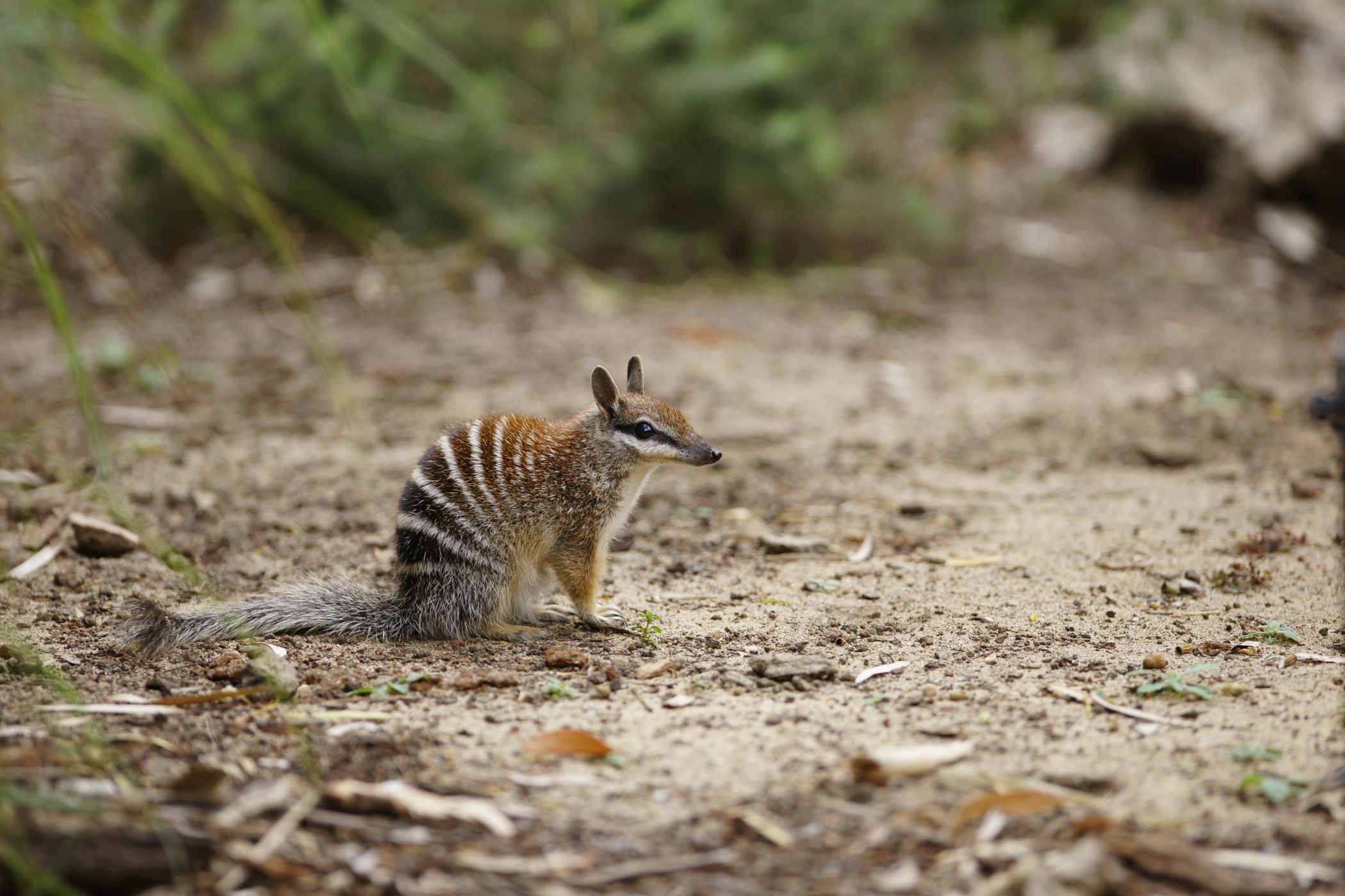 <h3>Mravencojed, který nejí mravence</h3><p><strong>Mravencojed žíhaný</strong> <em>(Myrmecobius fasciatus)</em> neboli <strong>numbat</strong> patří mezi ohrožené druhy vačnatců. Kdysi žil v celé jižní Austrálii, ale dnes je jeho výskyt omezen na několik malých izolovaných regionů. Tento drobný živočich (tělo bez ocasu je dlouhé asi 40 cm) je na rozdíl od většiny ostatních vačnatců aktivní výhradně ve dne. <strong>Dospělý mravencojed dokáže za jeden den spořádat až 20 000 termitů, které hledá v zemi. Navzdory svému jménu nejí mravence, ale pouze termity</strong>. Pokud spolkne i nějakého mravence, je to spíše nedopatření, a takoví mravenci obvykle patří mezi útočné druhy, které právě atakují termití kolonii. Stejně jako ostatní zvířata pojídající termity má numbat dlouhý tenký jazyk a lepkavé sliny. Novorození numbati jsou dva centimetry dlouzí a srst jim roste teprve, když porostou na cca tři centimetry. Po odstavení zůstávají většinou v hnízdě, nebo je matka nosí na zádech.</p>