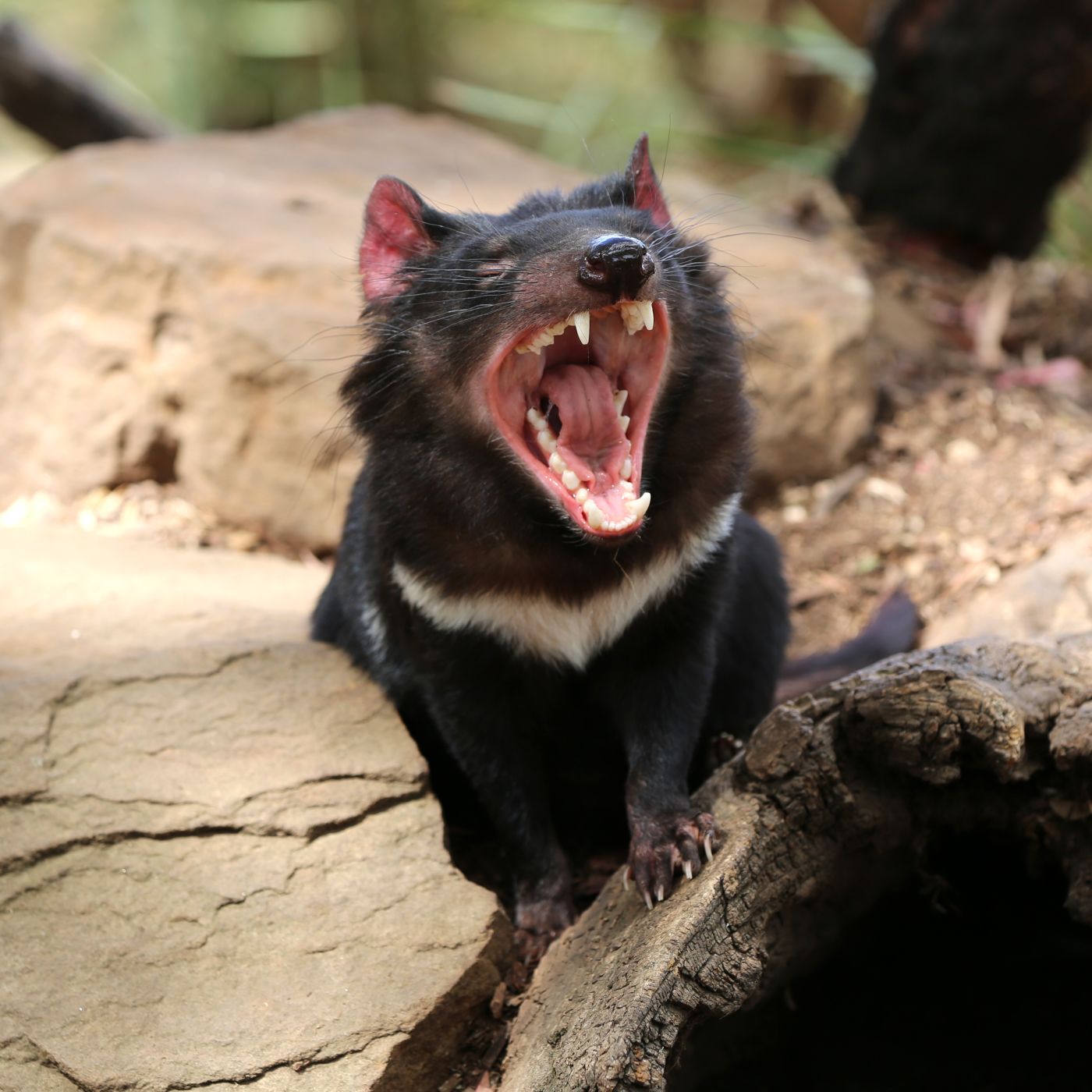 <h3>Ďábel, který nezná bratra</h3><p><strong>Ďábel medvědovitý</strong> (tasmánský čert, <em>Sarcophilus harrisii</em>) je velký jako menší pes – v průměru váží asi šest kilo – a po vyhynutí <strong>vakovlka tasmánského</strong> <em>(Thylacinus cynocephalus)</em> se stal největším žijícím dravým vačnatcem. <strong>Ďáblové vydávají nesmírně hlasitý a znepokojivý řev, podle nějž jsou také pojmenováni. Navzdory nevelkému růstu mají také nesmírně silný stisk čelistí</strong>. V posledních letech trpí tasmánští čerti smrtící rakovinou, která zasahuje obličej. Ukázalo se, že příčinou rychlého rozšiřování choroby je nepříliš snášenlivá povaha těchto zvířat, která je nutí kousat své druhy při boji o potravu. Samičkám se rodí několik mláďat, která zpočátku váží asi pětinu gramu. Vzhledem k tomu, že matka má ve vaku jen čtyři bradavky, mají malí ďáblové už na začátku života tvrdou konkurenci.</p>