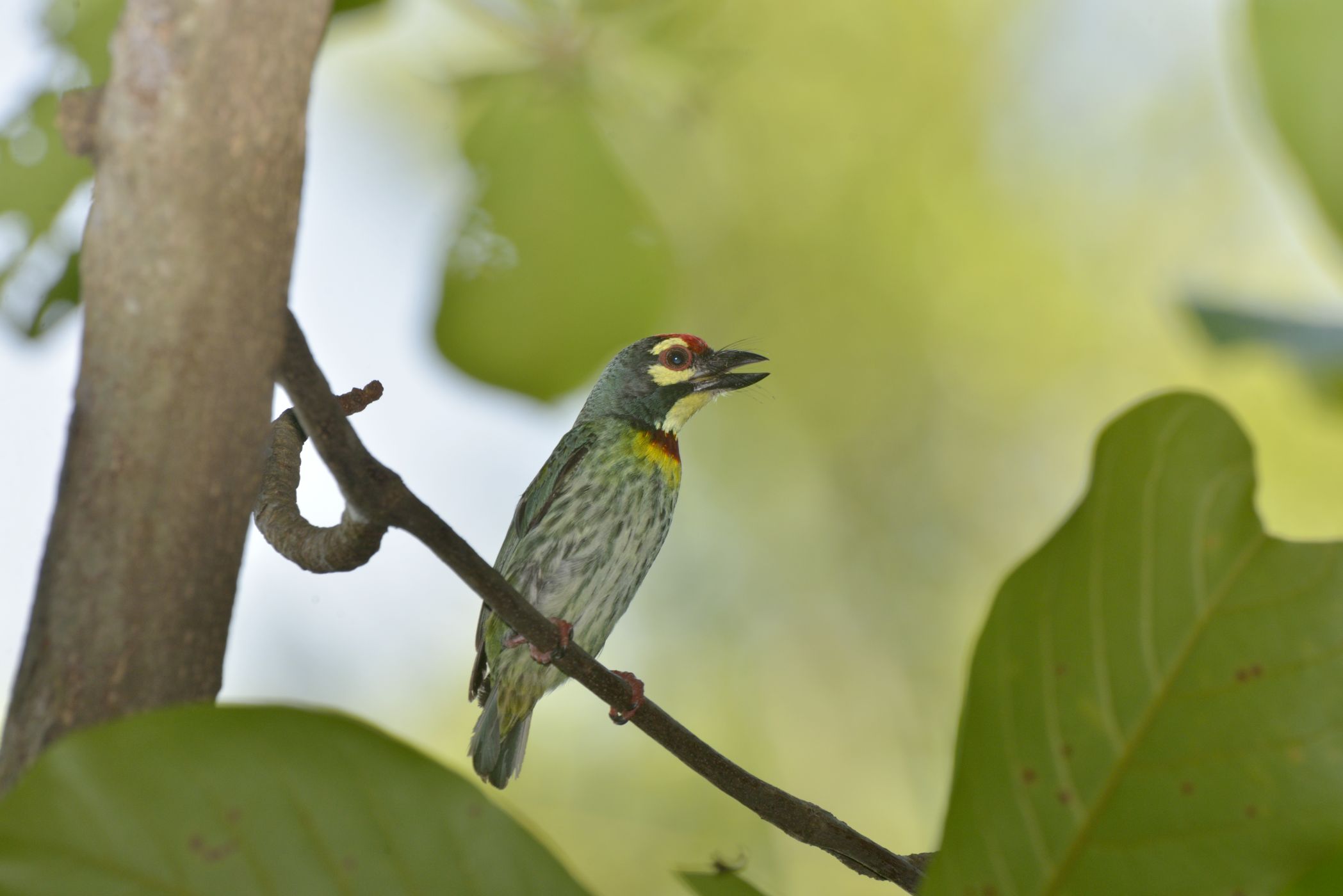 <p>V Malajsii se setkáme s poddruhem <strong>vousáka zvučnohlasého</strong> <em>(Megalaima haemacephala indica)</em>, který zaujme žlutočervenou kombinací ploch na hlavě a hrudi. Jiné formy tohoto druhu mají hlavu i hruď čistě krvavě červenou (kromě černého očního proužku a vousu).</p>