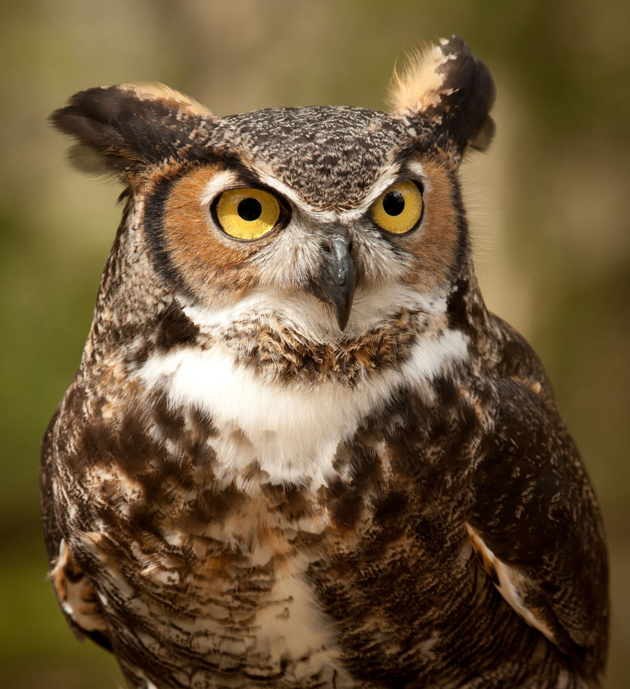 <h3>Bleskurychlé uši</h3><p>Je známo, že ptáci z řádu sov <em>(Strigiformes)</em> mají skvělý zrak, a to zejména v horších světelných podmínkách. Pro svoji orientaci a loveckou strategii jsou však vybaveni i mimořádným sluchem. <strong>Relativně velké ušní otvory sov jsou umístěny v mírně odlišné pozici – jeden nad a druhý pod úrovní očnic. Díky tomu mohou dravci poměrně přesně odhadnout vertikální pozici zdroje zvuků</strong>, což je velmi důležité při lovu drobné kořisti typu hlodavců. Přímo fantastická je také reakční doba sov, během níž umí zvukový signál zpracovat. I v úplné tmě totiž dokážou zjistit polohu kořisti za pouhou setinu sekundy, což je čas, který lze změřit elektronickou časomírou, ale lidské smysly jej nezaregistrují.</p><p>Mezi ptáky vyniká sluchem také holub, který dokáže <strong>díky vnímání nízkofrekvenčních zvuků velmi dobře rozeznat terénní překážky</strong> typu horských štítů a aktivně tak zjišťovat a upravovat svoji polohu a směr letu.</p>