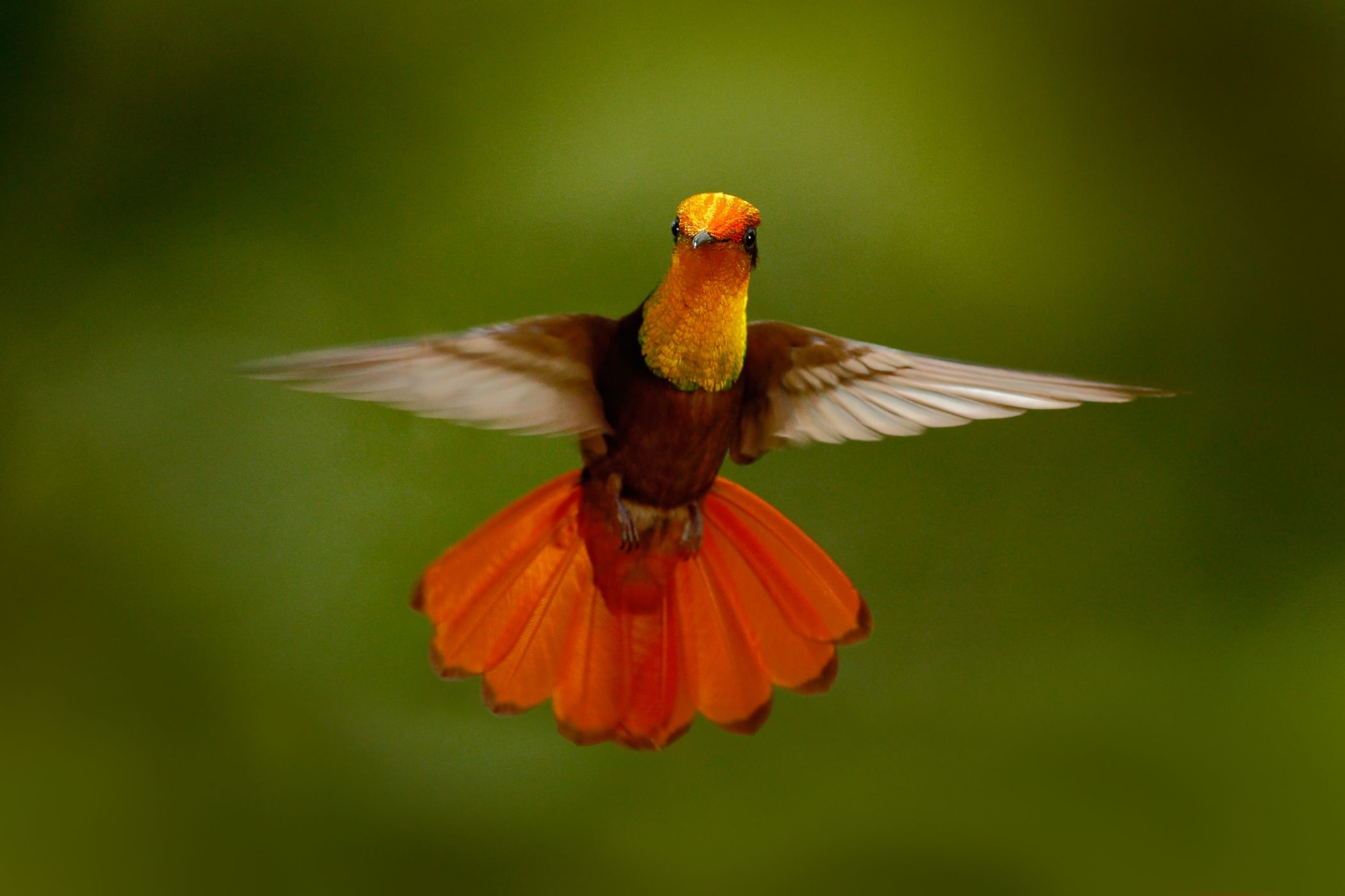 <p>Úchvatné barvy <strong>kolibříka žlutohrdlého</strong> <em>(Chrysolampis mosquitus)</em> vyniknou zejména při čelním pohledu.</p>