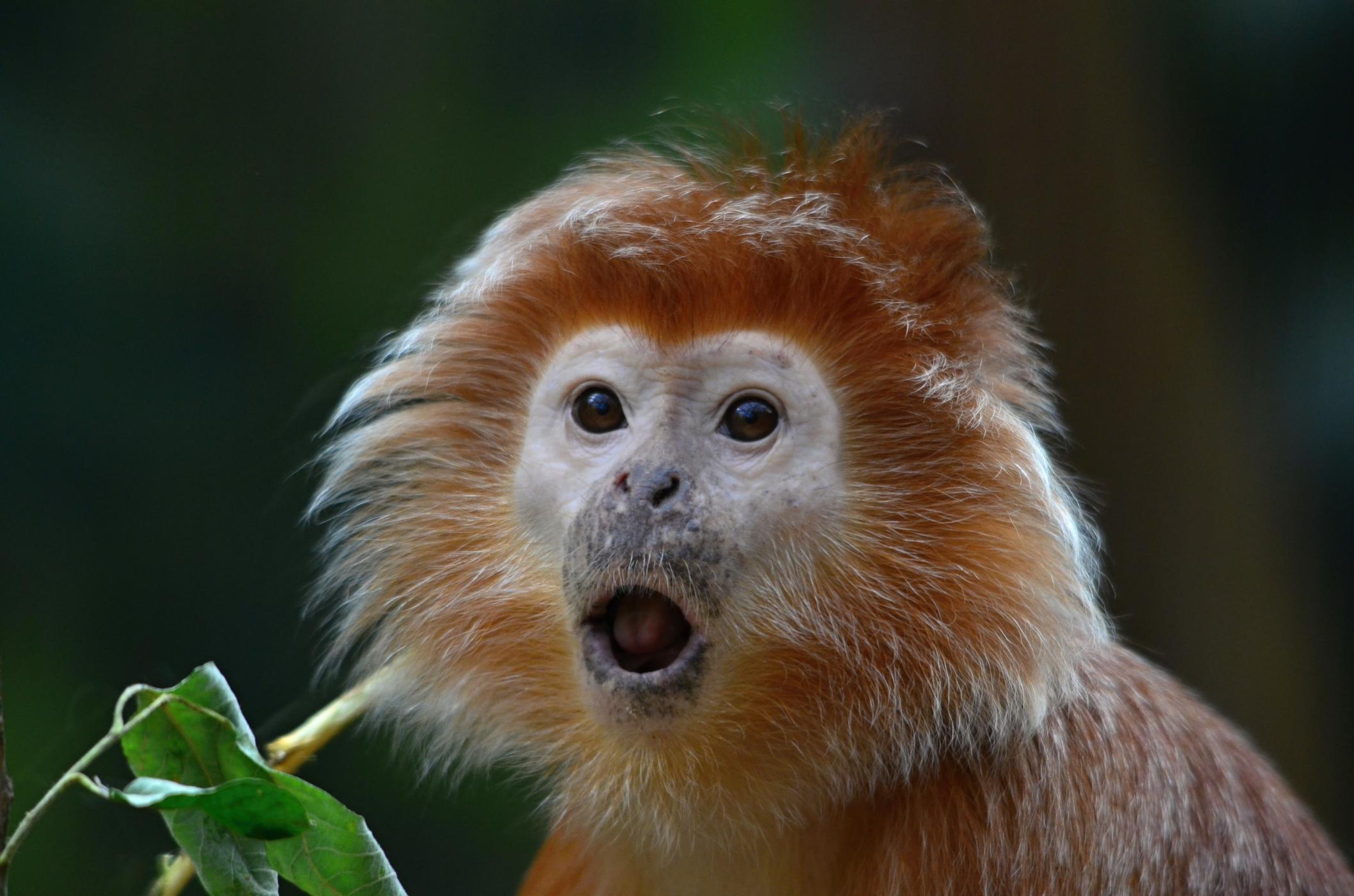 <p>Na tomto snímku to vypadá, jako by <strong>hulmanovi jávskému</strong><em> (Trachypithecus auratus)</em> listí nechutnalo. I tak ale tvoří hlavní složku jeho potravy.</p>