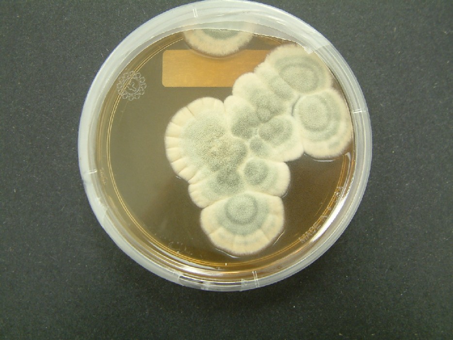 <p>Petriho miska se štetičkovcem <em>Penicillium chrysogenum</em>, z něhož byl poprvé izolován penicilin.</p>