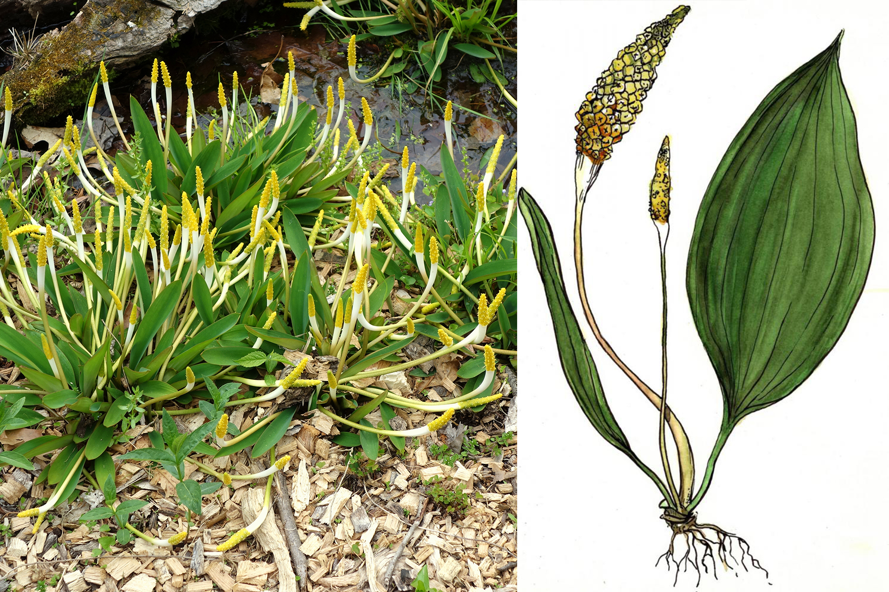 <h3>Vodoklas vodní <em>(Orontium aquaticum)</em></h3><p>Vodní nebo bahenní vytrvalá bylina. V zemi má krátký oddenek, který kořeny postupně stahují hlouběji do bahna. <strong>Na zimu zatahuje, na jaře vyrůstají podlouhlé eliptické listy, které u rostlin rostoucích mělce rostou vzpřímeně, nebo splývají na vodní hladině.</strong> Řapíky bývají purpurově naběhlé, čepele jsou modrozeleně zbarvené se silnou voskovou kutikulou. Palice je dlouhá i přes 20 cm. </p><p>Semena a oddenky sloužily Indiánům jako potravina. Musely se však sušení a vařením zbavit krystalků šťavelanu vápenatého, který je zasyrova palčivý a nebezpečný.</p><p><strong>Barva květenství:</strong> žlutá a bílá<br /><strong>Doba květu:</strong> jaro<br /><strong>Rozšíření:</strong> východní státy USA od hranic s Kanadou po Texas; neroste v oblasti velkých jezer<br /><strong>Ekologie:</strong> Roste v mělkých vodách, bažinách a pomalu tekoucích řekách.</p>