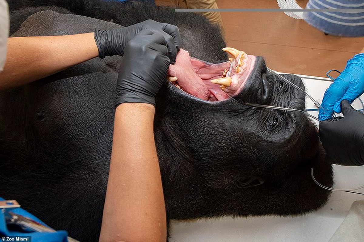 <p>Do největší floridské zoo zavítala tento týden veterinární zubařka <strong>Jamie Berningová</strong>. Do jejího zubařského křesla zde během tří dnů usedla (či spíše ulehla) pestrá směsice zvířecích obyvatel. <strong>Doktorka Berningová se zde v rámci „týdne zubů“ podívala na zoubek gorilímu samci, lvici, šimpanzovi, tapírovi, vydře nebo třeba hrabáči kapskému</strong>.</p>