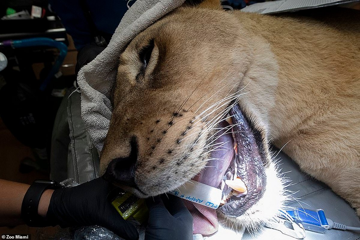<p>Podobně jako u lidí i zvířata v miamské zoo procházejí pravidelnými zubními prohlídkami. Drtivou většinu problémů umí vyřešit kmenoví veterináři zoo. Pouze k závažným a komplikovaným případům volají specialisty. </p>