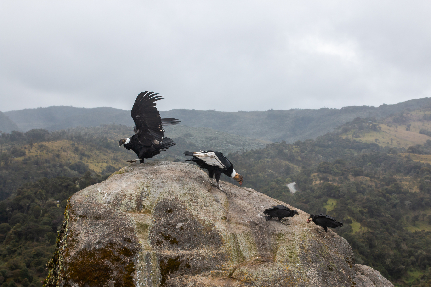 <p><strong>Kondor andský</strong> <em>(Vultur gryphus)</em> žije v Jižní Americe v pohoří And. Rozpětí křídel kolem 3,5 metru a hmotnost kolem 15 kilogramů z něho činí jednoho z největších ptáků na světě.</p>