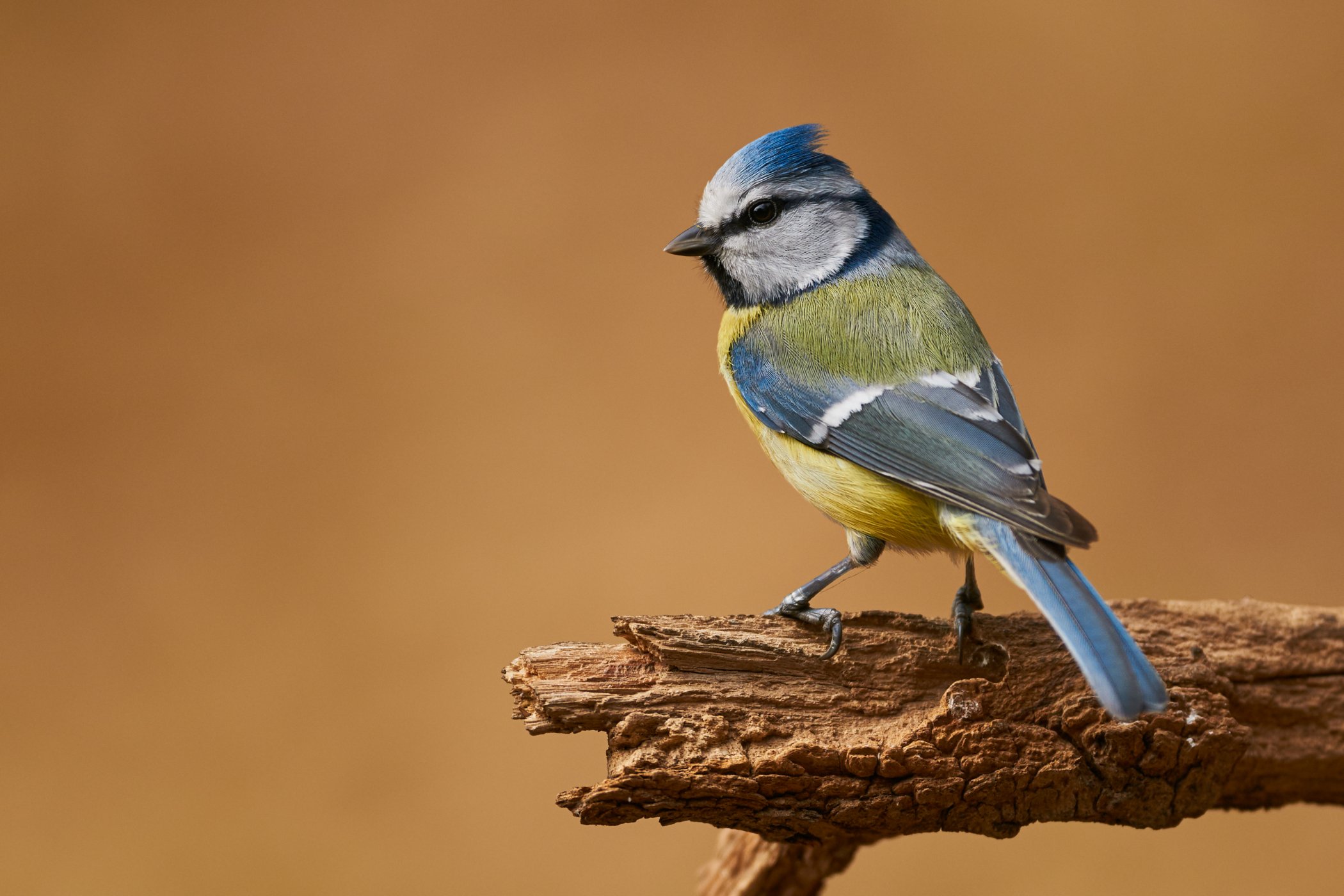 <p>Jestliže máte u domu krmítko, <strong>sýkorky modřinky</strong> <em>(Cyanistes caeruleus)</em> k němu s velkou pravděpodobností také zavítají.</p>