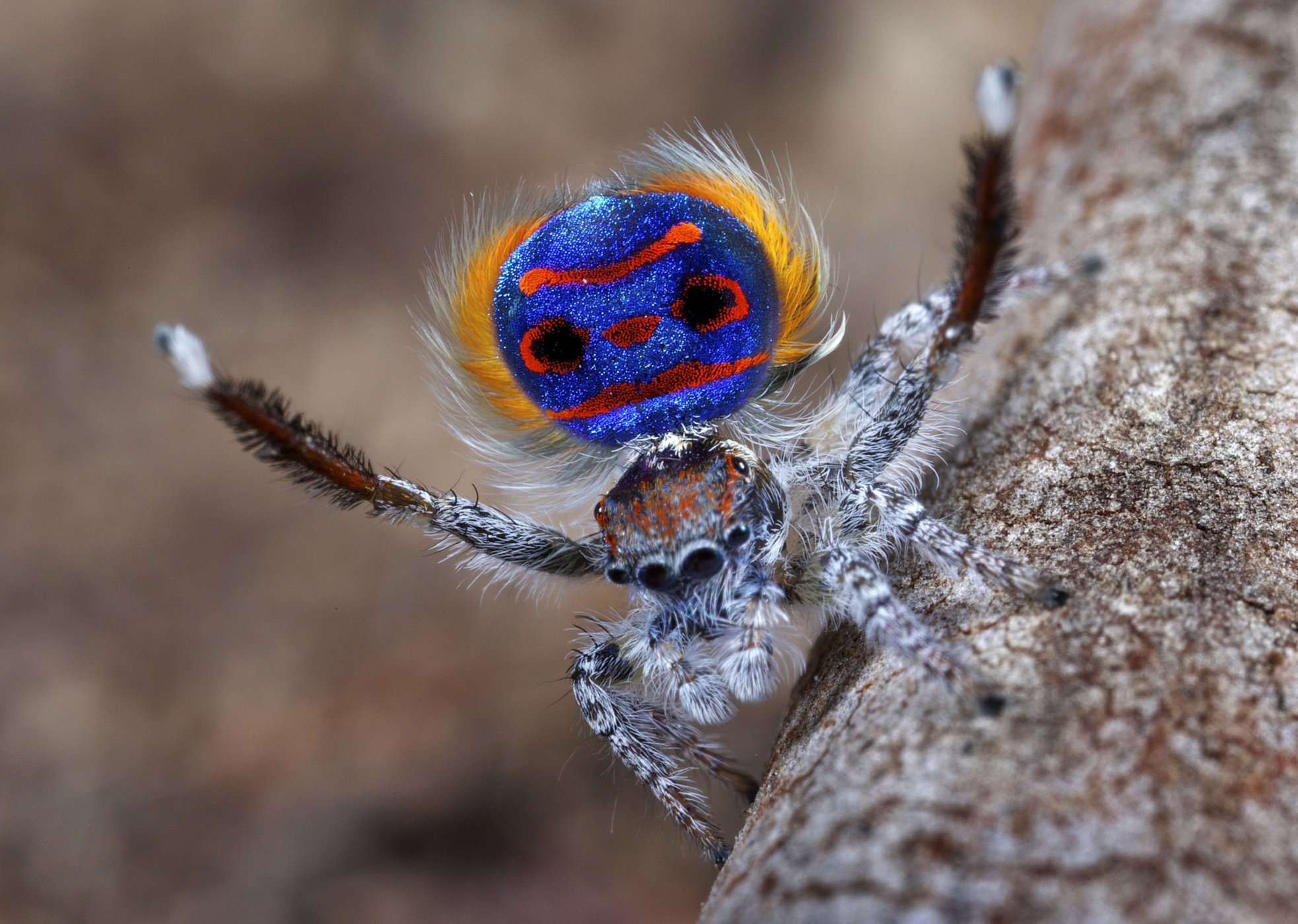 <p>Skákavkovitý pavouček druhu <em>Maratus speciosus</em> má na svém rozvinutém zadečku kresbu, která velmi připomíná obličej. Můžete vidět oči, nos, ústa a dokonce i obočí.</p>
