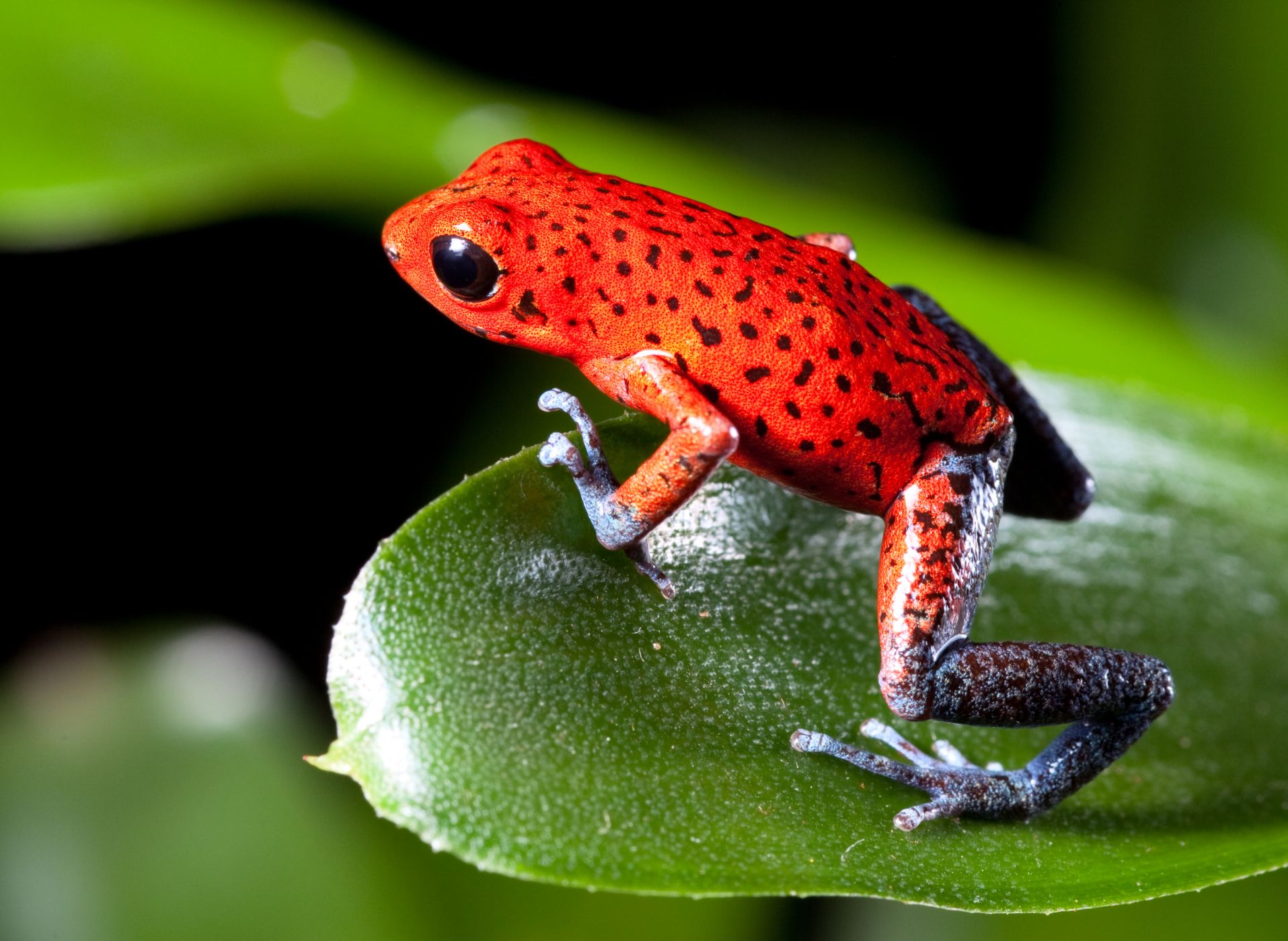 <p><strong>Pralesnička drobná</strong> <em>(Oophaga pumilio)</em> žije ve Střední Americe od Nikaraguy po Panamu. Je známá díky bohaté škále variet, která čítá 15–30 různých zbarvení.</p>