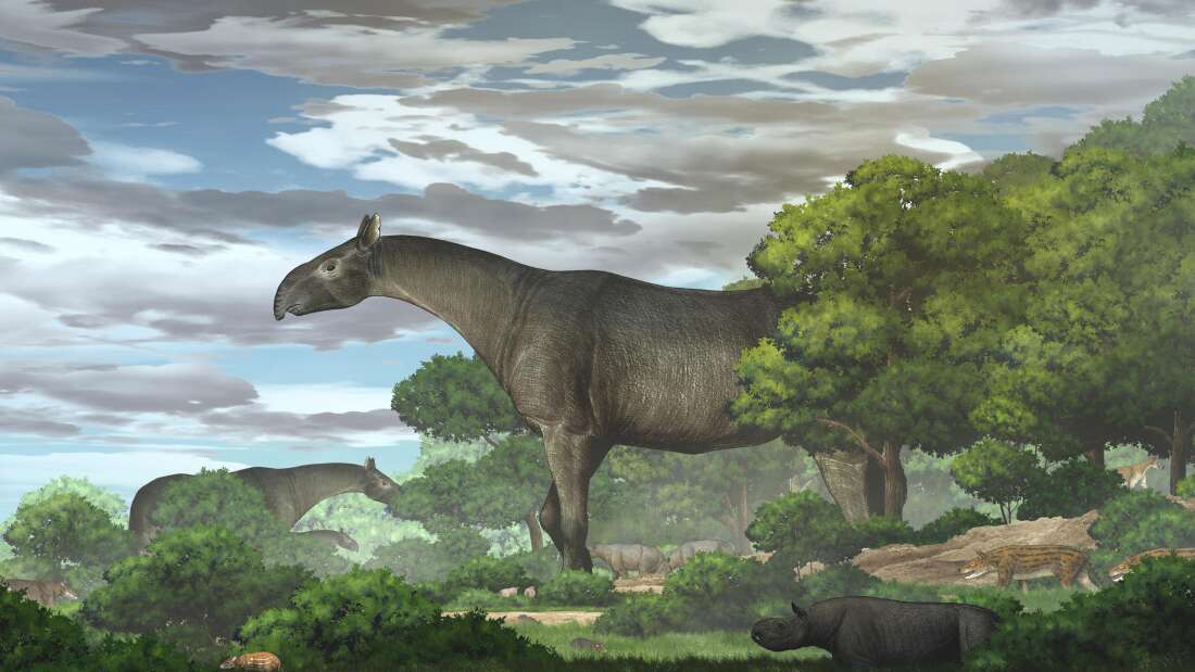 <p>Meganosorožec <em><strong>Paraceratherium linxiaense</strong></em> v krajině svrchního oligocénu.</p>