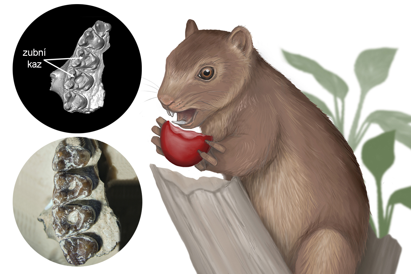 <p><em>Microsyops latidens</em> nejspíš miloval ovoce, což mělo své následky na jeho chrupu.</p>