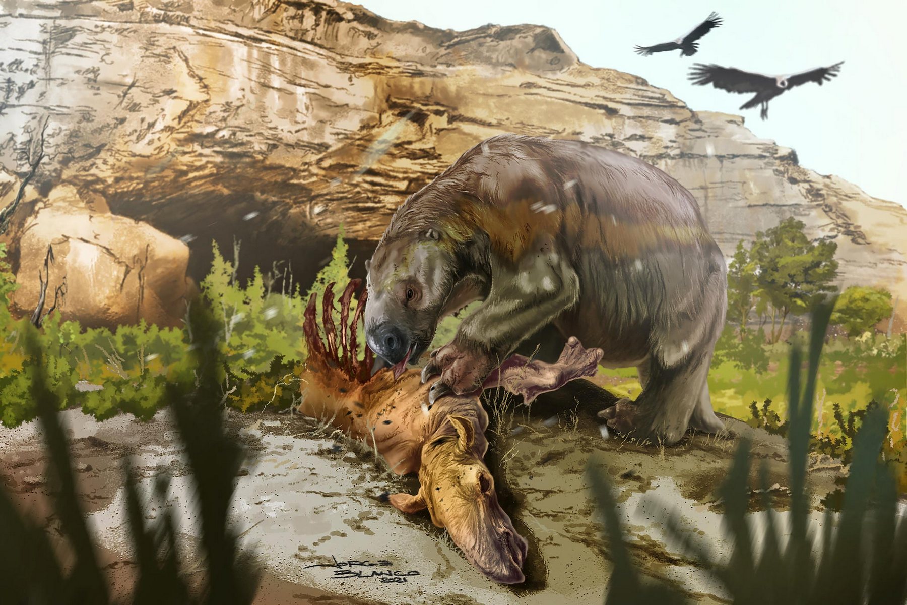 <p>Nová rekonstrukce lenochoda <strong><em>Mylodon darwinii</em></strong>, požírajícího mršinu.</p>