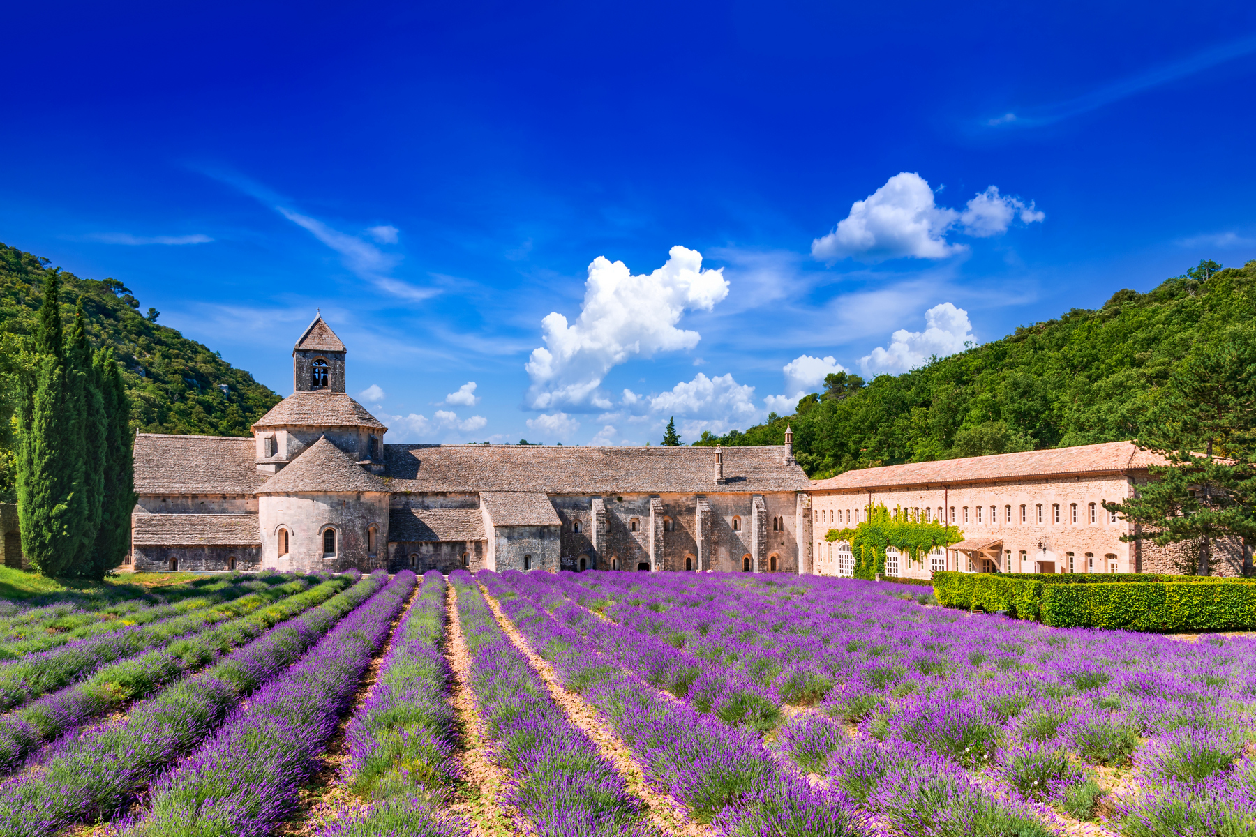<p>V opatství Sénanque působí cisterciáci a věnují se chovu včel i pěstování levandule. <em>(foto: Shutterstock)</em></p>