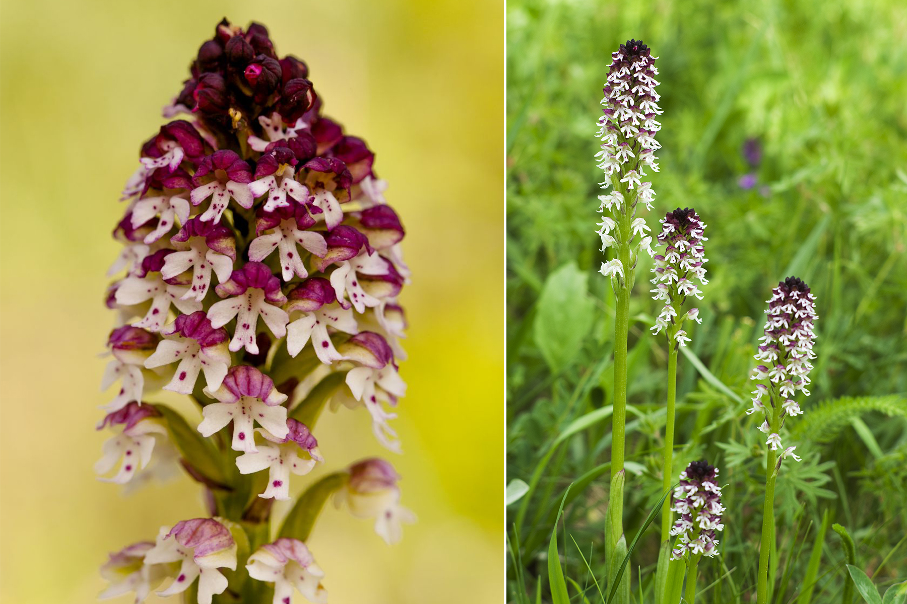<p>Mezi atraktivní druhy orchidejí patří i <strong>vstavač osmahlý</strong> <em>(Orchis ustulata)</em>. <em>(foto: Pavel Krásenský + Wikimedia Commons, Petr Vodička, CC BY-SA 4.0)</em></p>