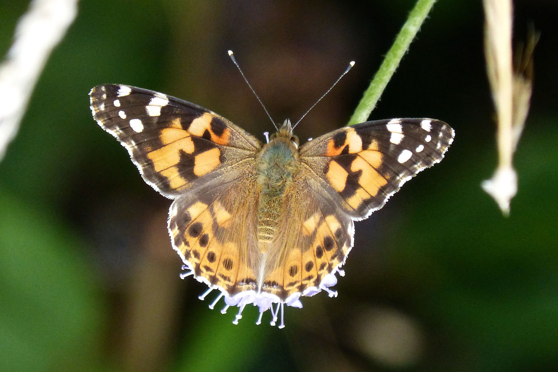 <p><strong>Babočka bodláková</strong> <em>(Vanessa cardui)</em> je druh motýla z čeledi babočkovitých, s rozpětím křídel 6 až 8 cm. Jedná se o tažného motýla, který táhne i ve velkých hejnech i ve výškách 2 000 metrů nad mořem.</p>
