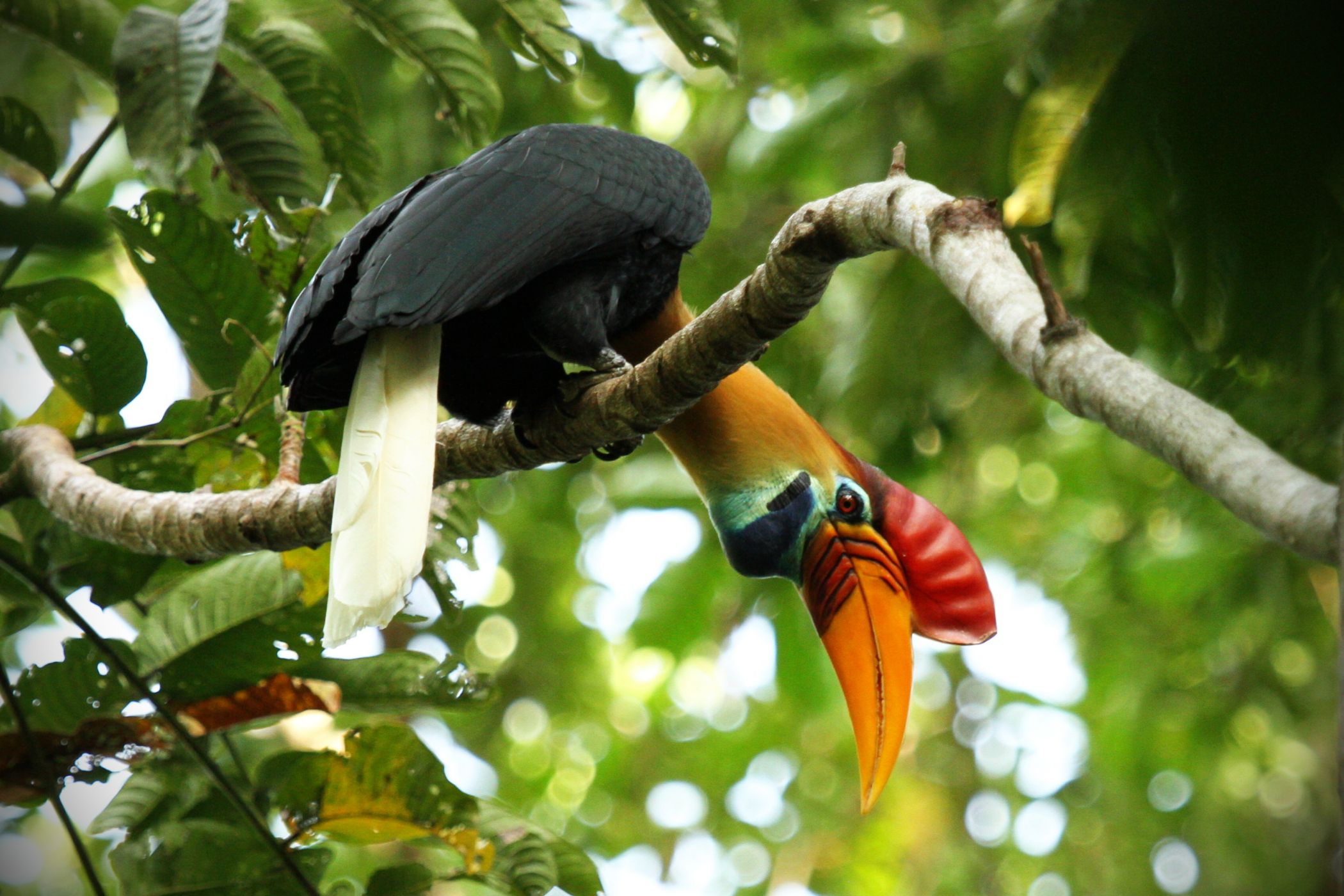 <p><strong>Zoborožec přilbový</strong> <em>(Aceros cassidix)</em> je sulaweský endemit, který se hojně vyskytuje v pralesích v Národního parku Tangkoko. Zoborožce do této oblasti láká vysoká koncentrace fíků, kterými se živí. <em>(foto: Michaela Koschová)</em></p>